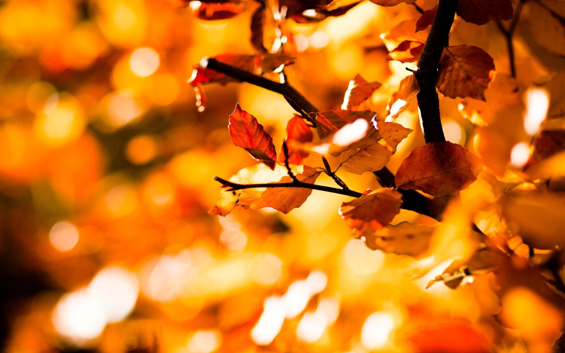 macro leaves leaves leaves tree trees blur background wallpaper widescreen fullscreen widescreen