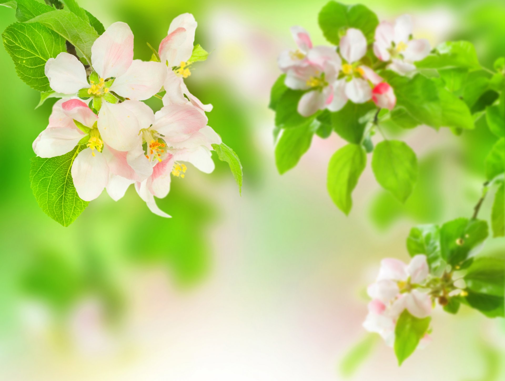 zweige blumen blätter apfelbaum unschärfe