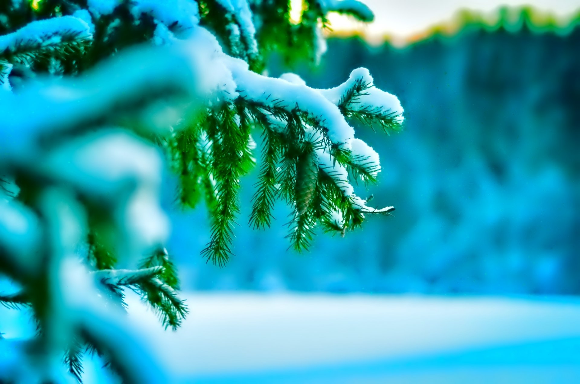 macro naturaleza nieve ramitas invierno frío árbol de navidad agujas