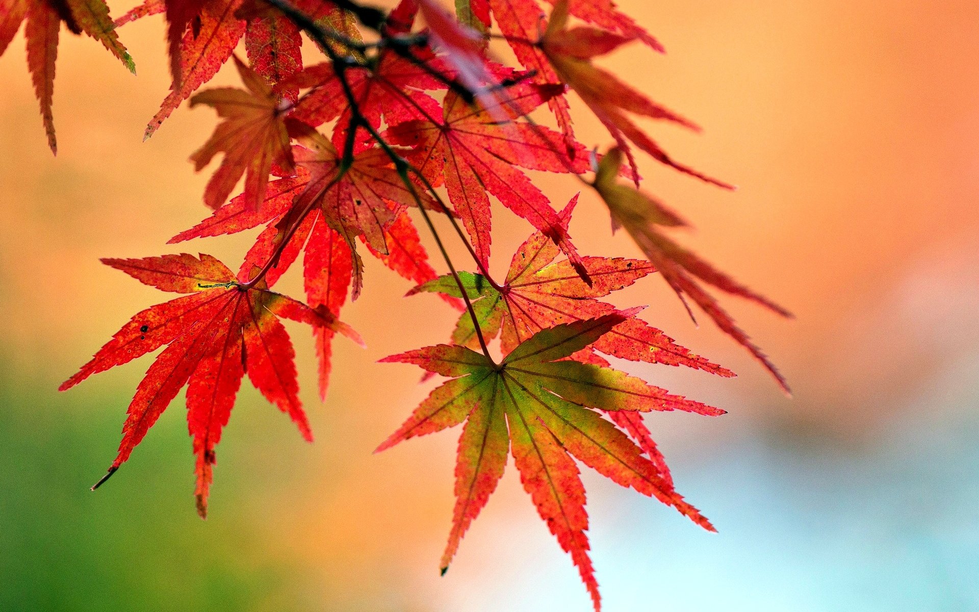 macro plant leaves leaves red shape tree blur background wallpaper widescreen fullscreen widescreen widescreen