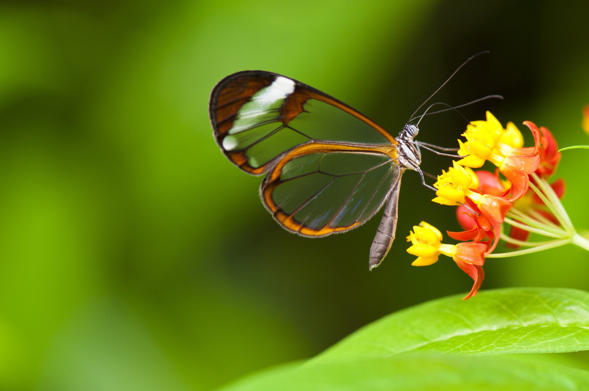 schmetterling insekt blumen