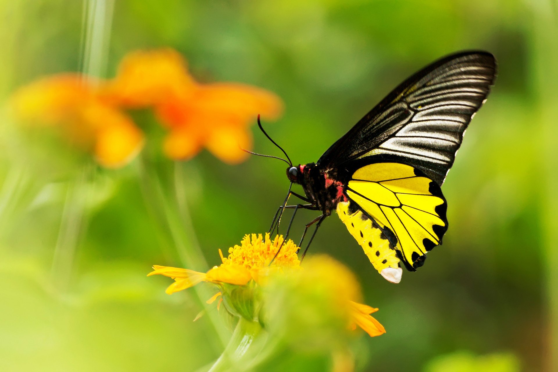 flower yellow blur butterfly