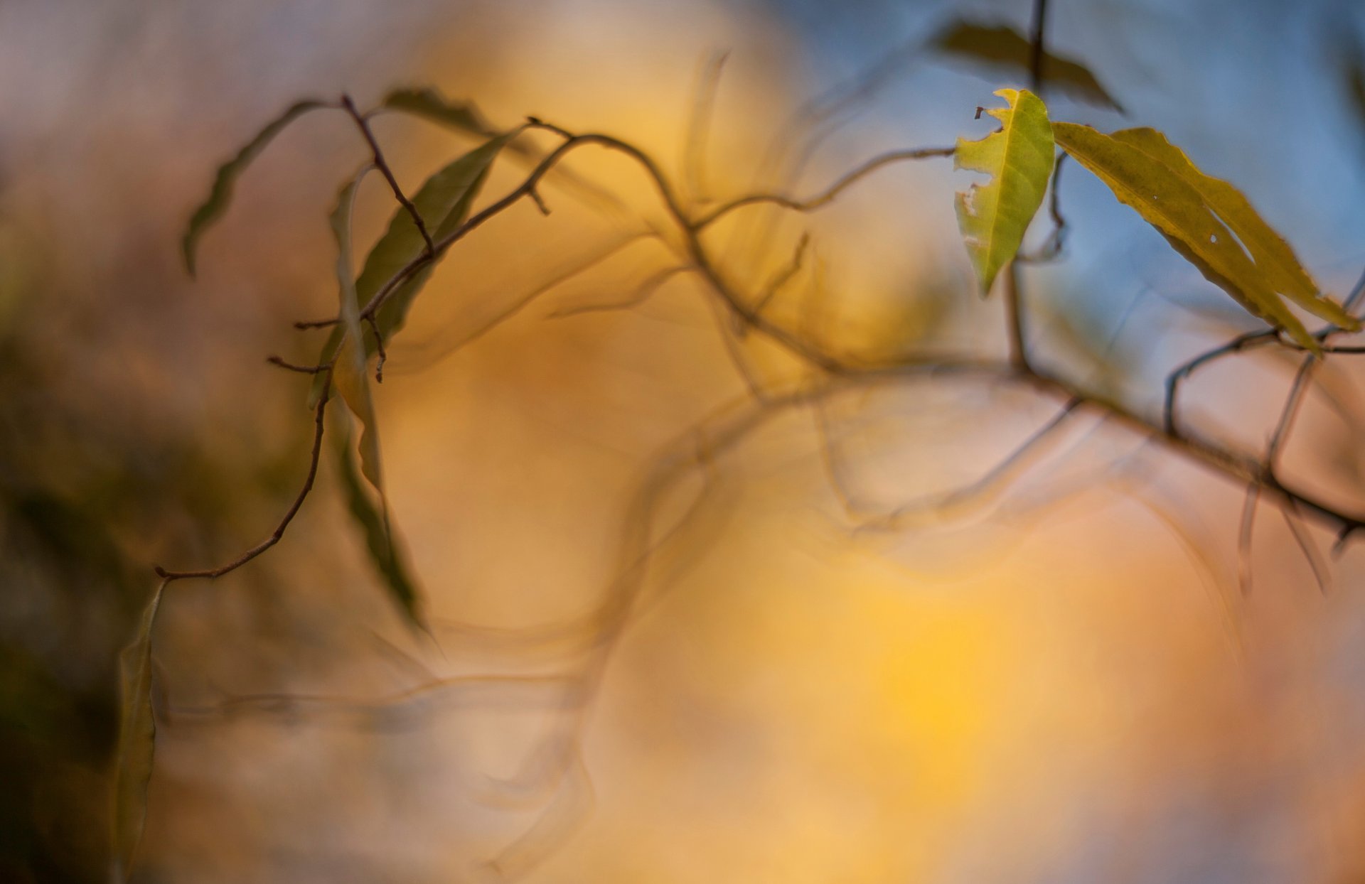 macro foglie foglia foglioline giallo ramo albero alberi sfocatura bokeh sfondo carta da parati widescreen schermo intero widescreen