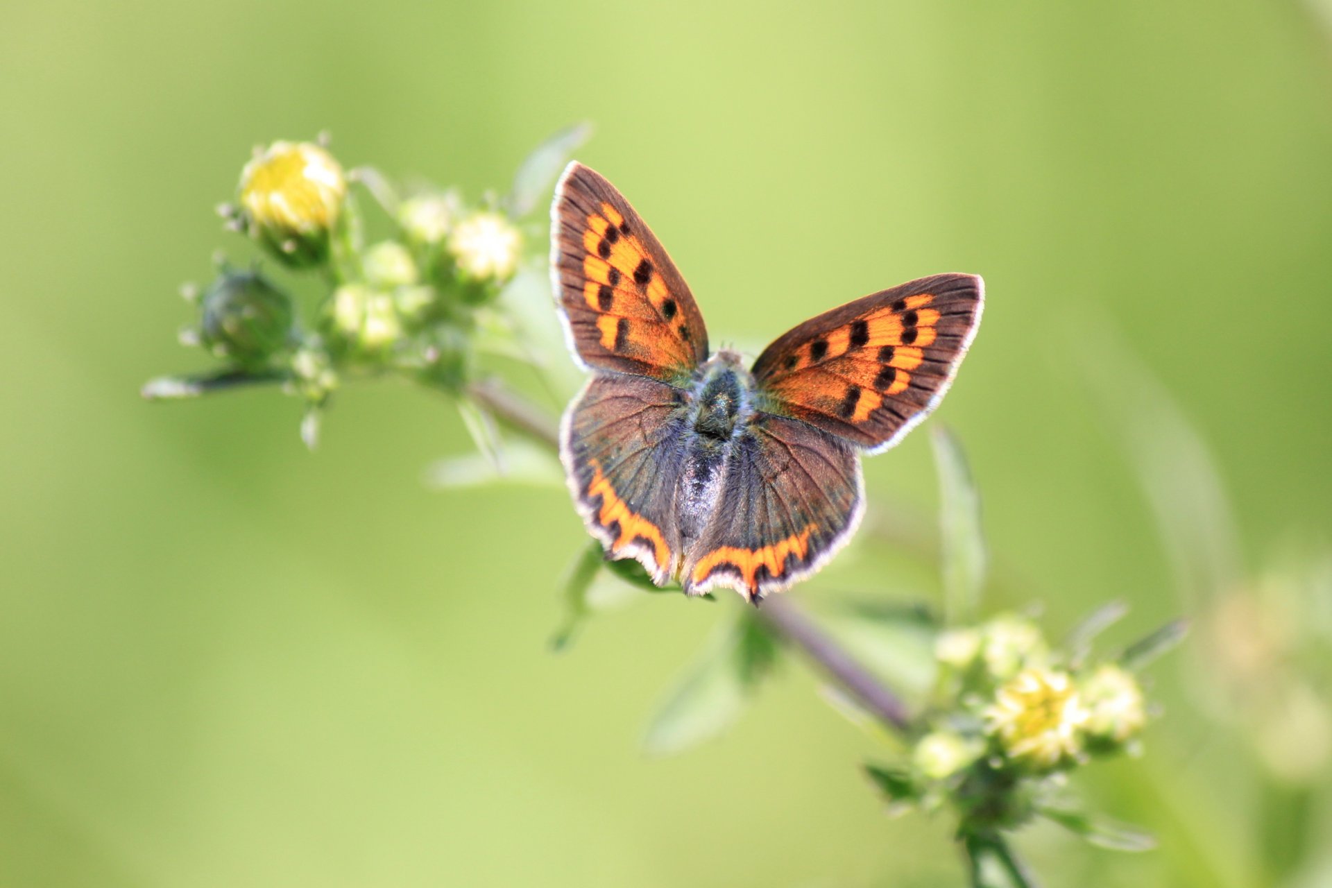 plant flower yellow buds butterfly background green