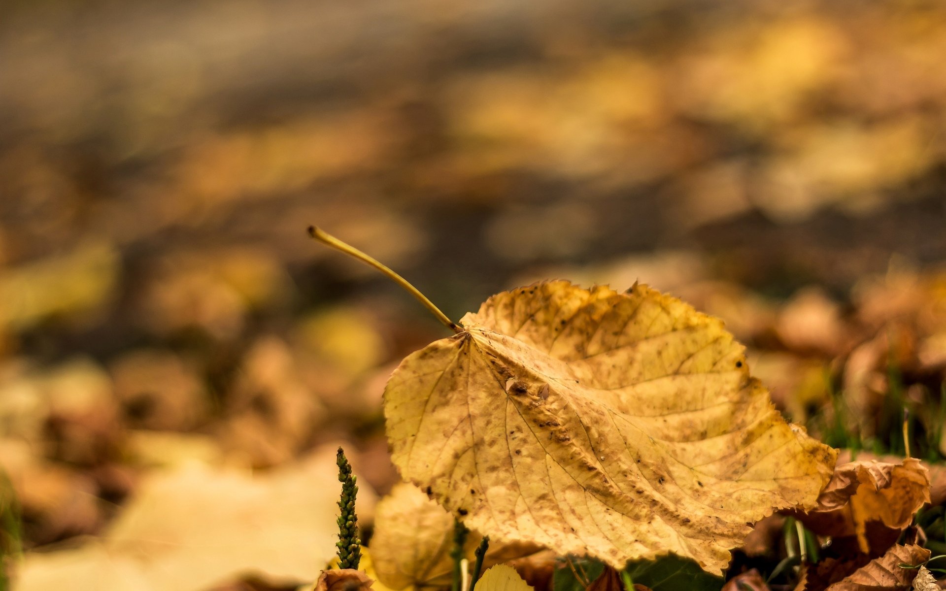 macro feuille feuille feuilles automne macro flou arrière-plan papier peint écran large plein écran écran large écran large