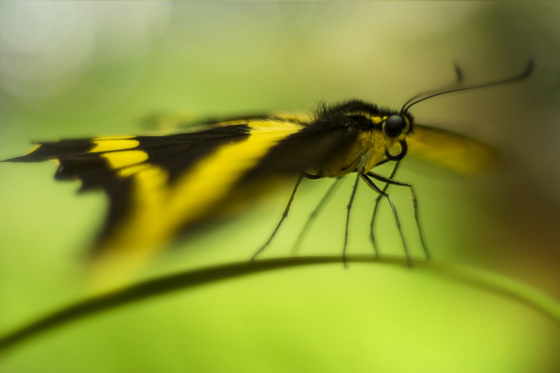 hoja de hierba mariposa bokeh