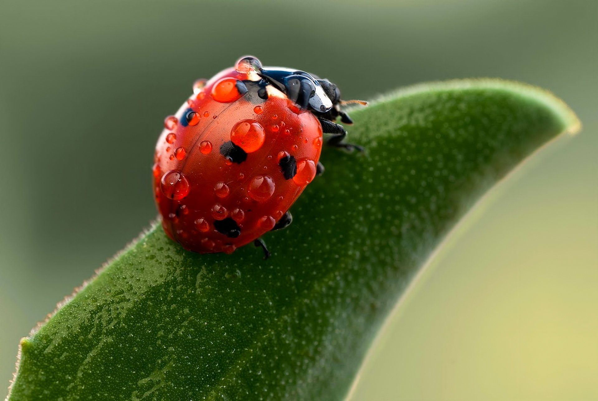 natura biedronka makro krople owady