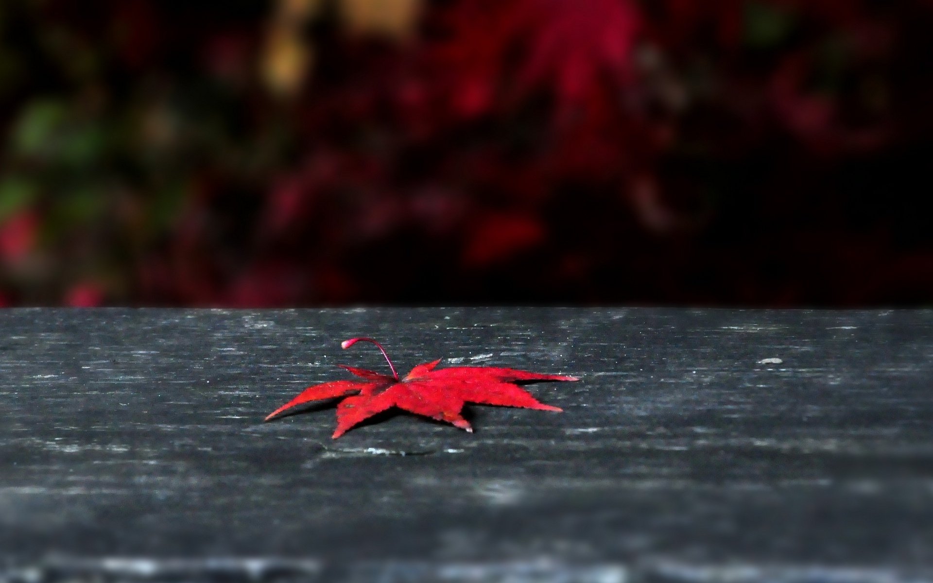 macro foglia foglia foglie rosso autunno sfondo macro carta da parati widescreen schermo intero widescreen widescreen