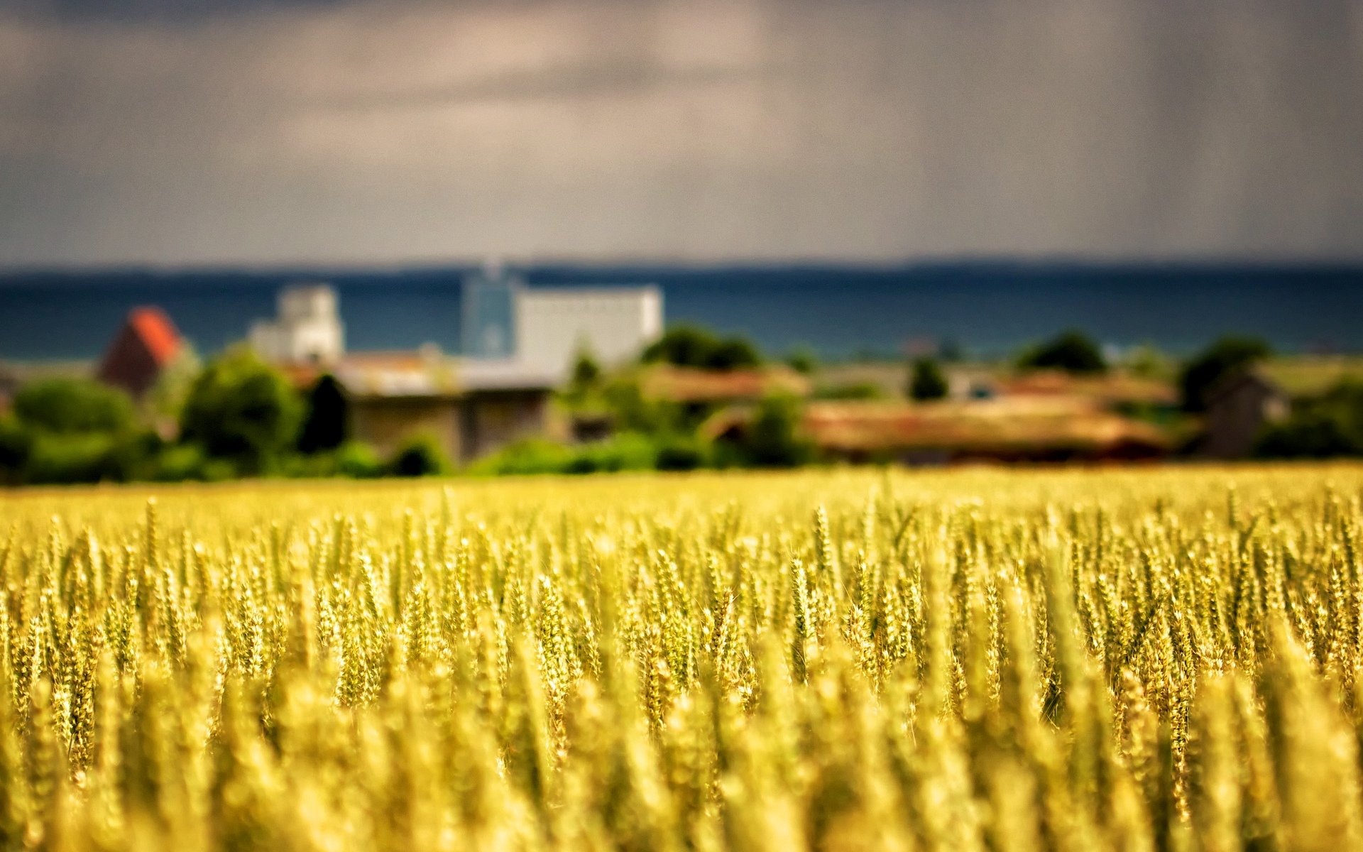 macro natura campo pianta spighe giallo alberi foglie sfocatura macro sfondo carta da parati widescreen schermo intero widescreen