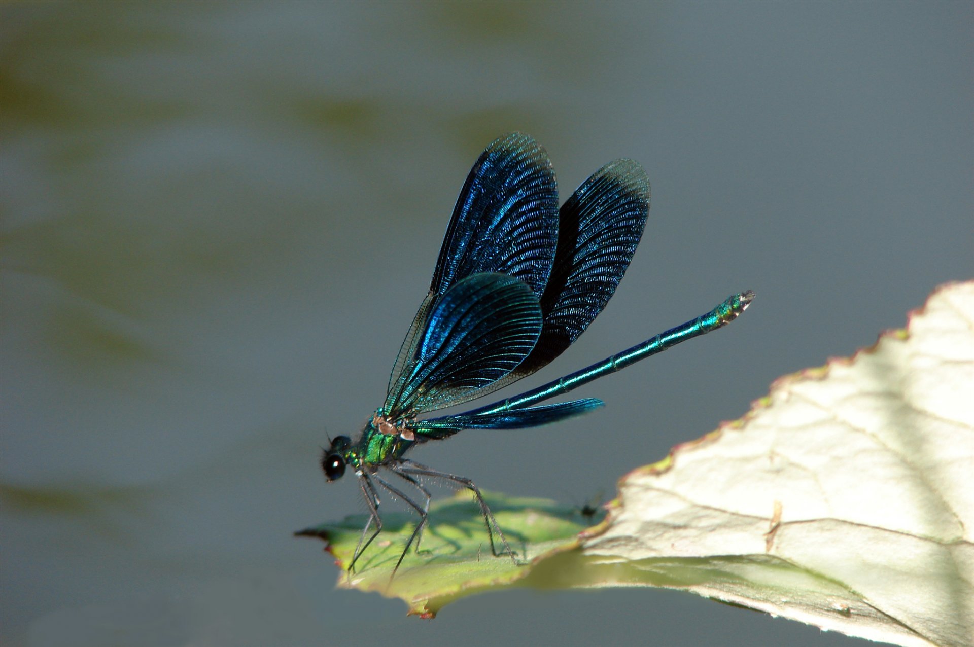 insect dragonfly wings colour