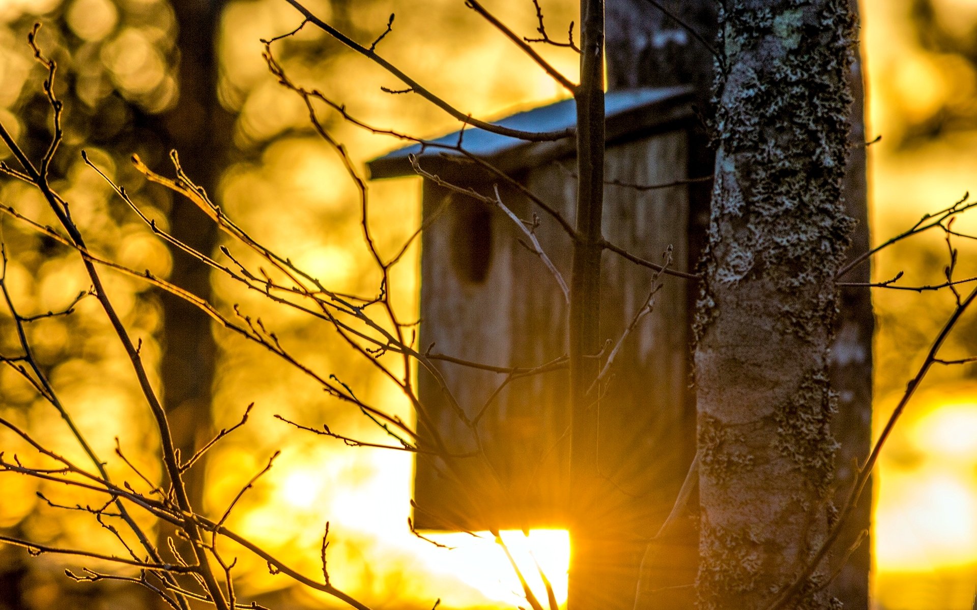 makro baum vogelhaus zweige hintergrund sonne tapete widescreen vollbild widescreen