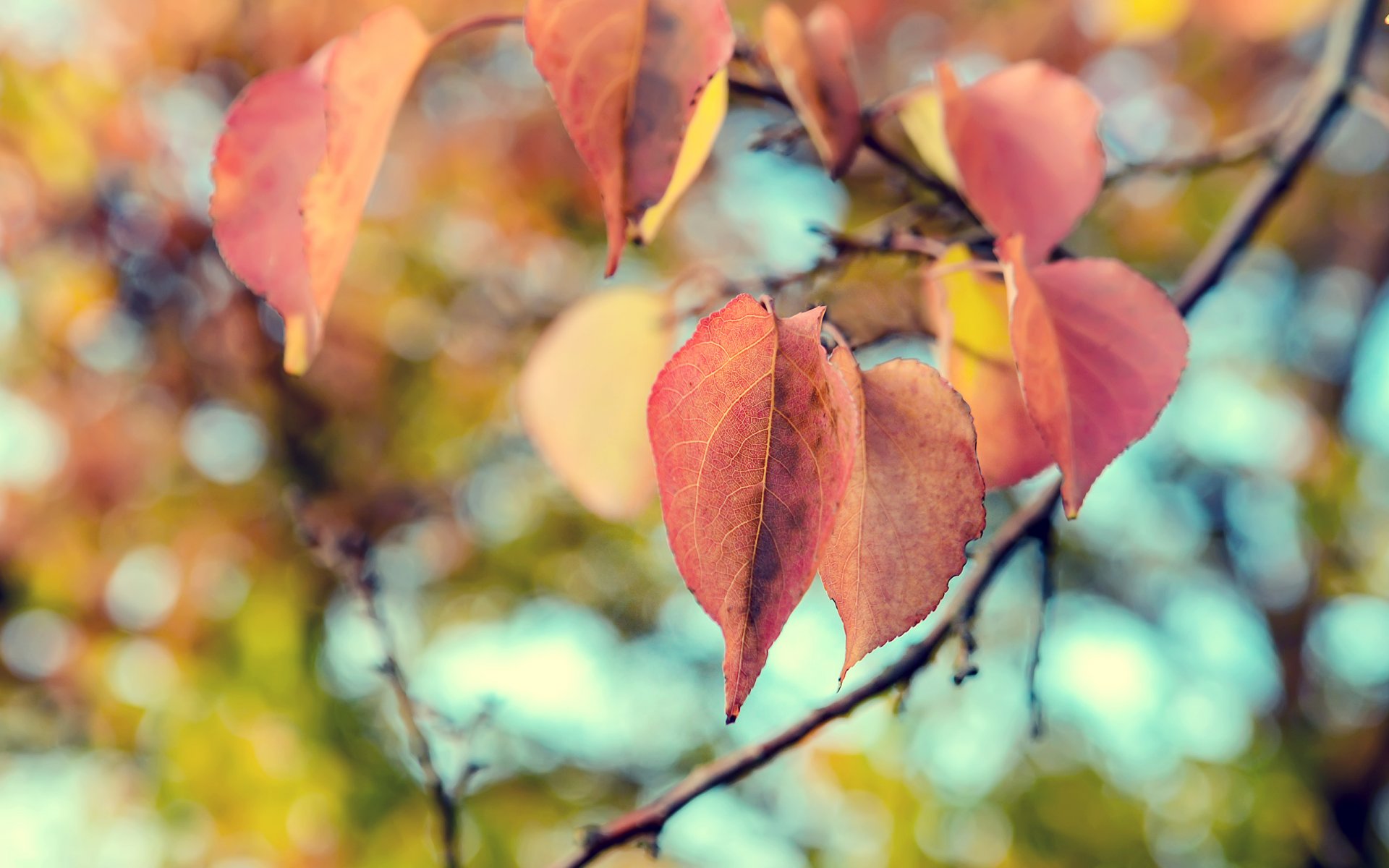 leaves nature close up autumn