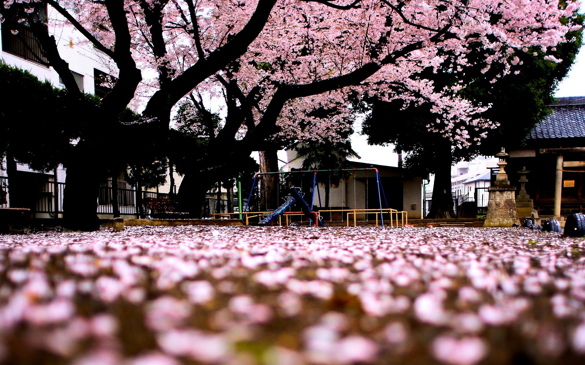 makro drzewo drzewa kwiaty sakura różowy tło tapety panoramiczny pełny ekran panoramiczny panoramiczny