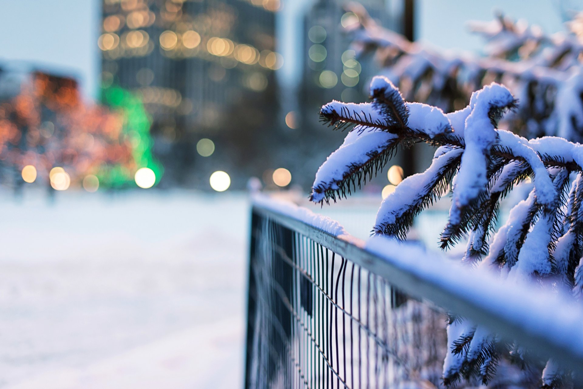 branch spruce snow fence fence bokeh lights nature winter