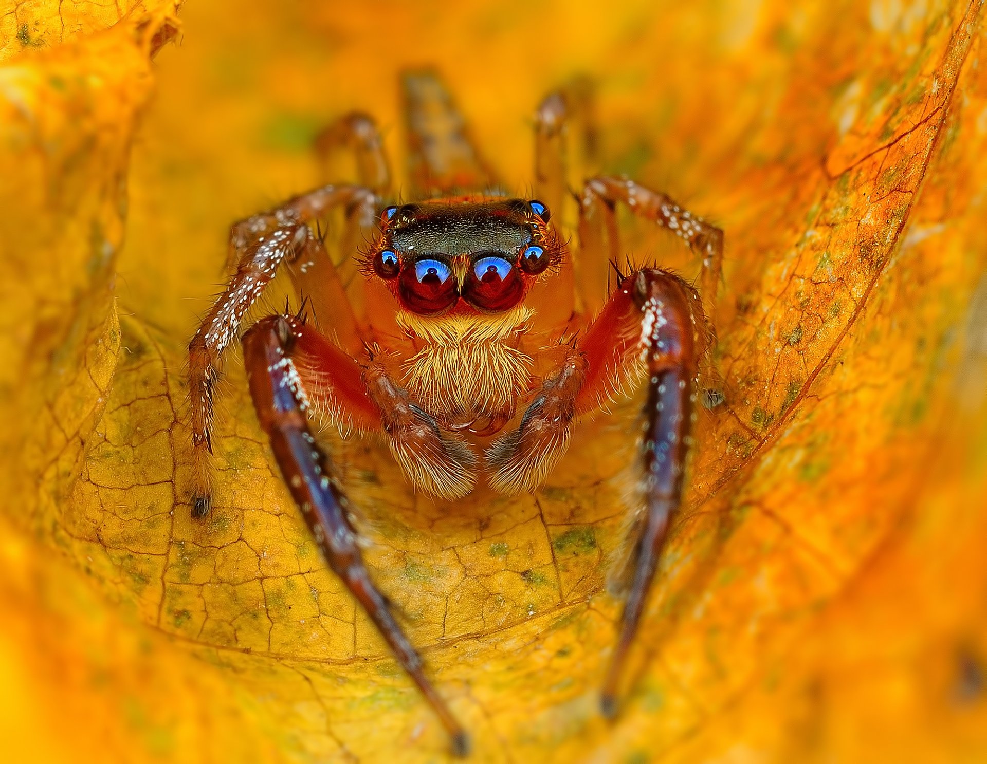 feuille jaune automne araignée jumper jumper