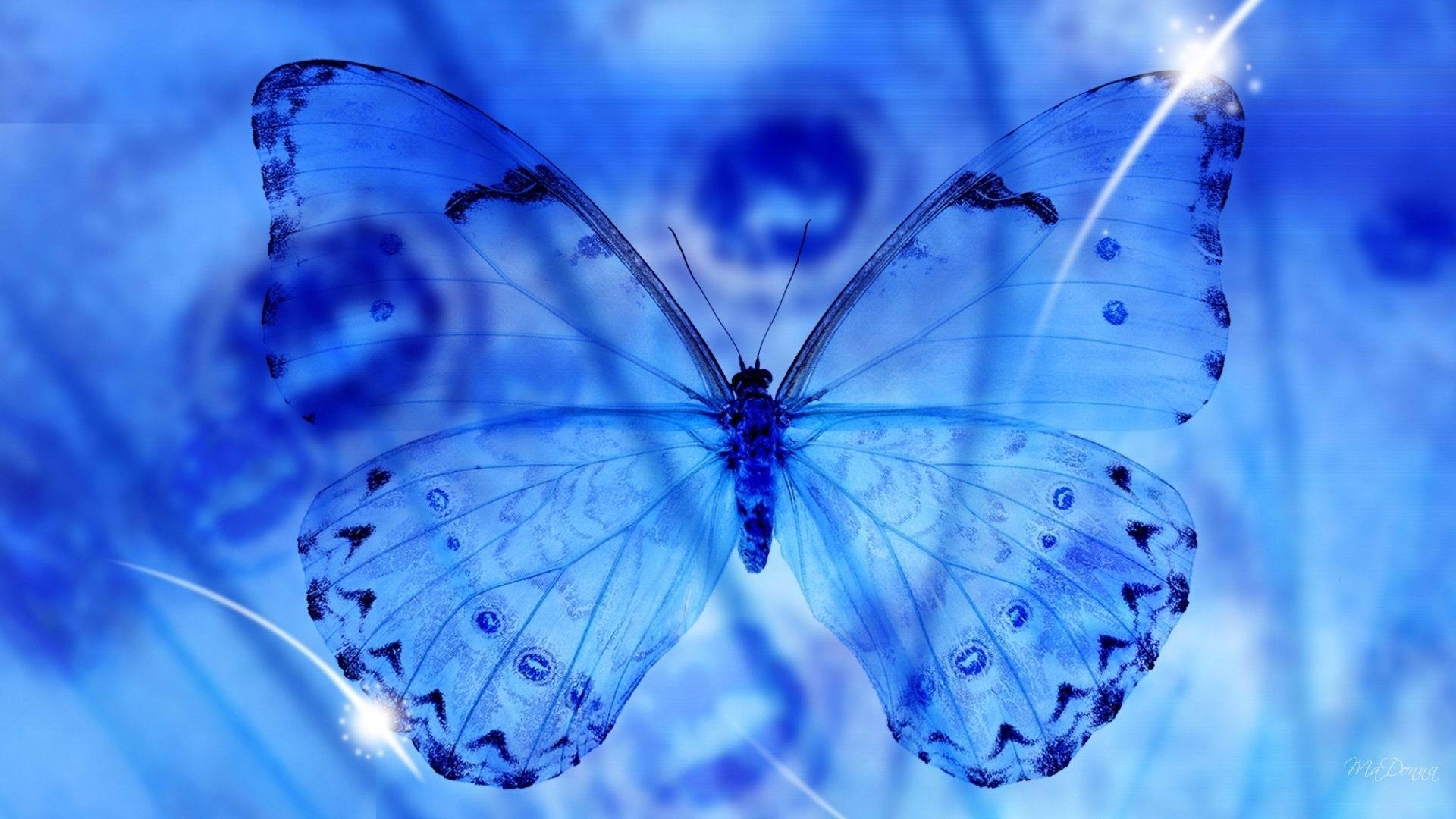 macro macro papillon ailes transparence bleu