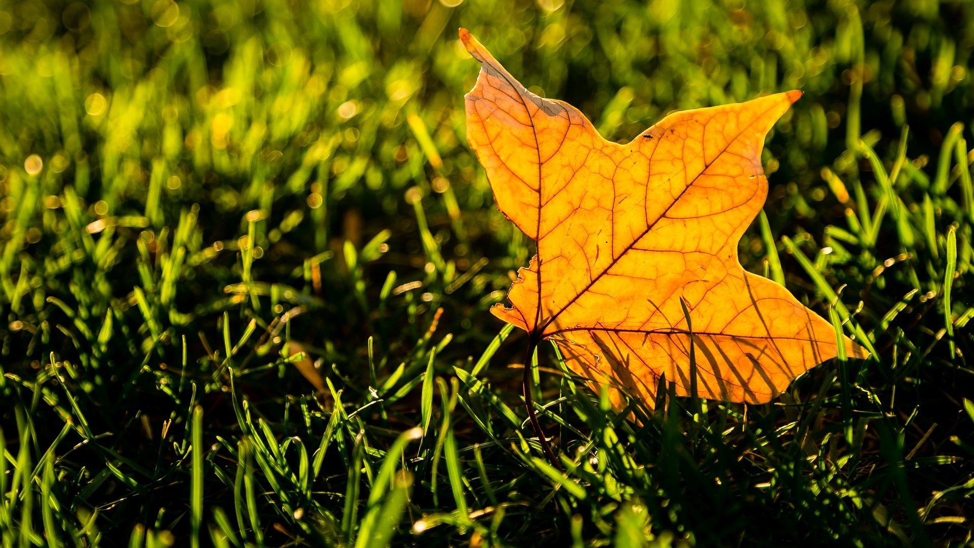 macro feuille feuille feuilles jaune verdure herbe macro fond papier peint écran large plein écran écran large écran large