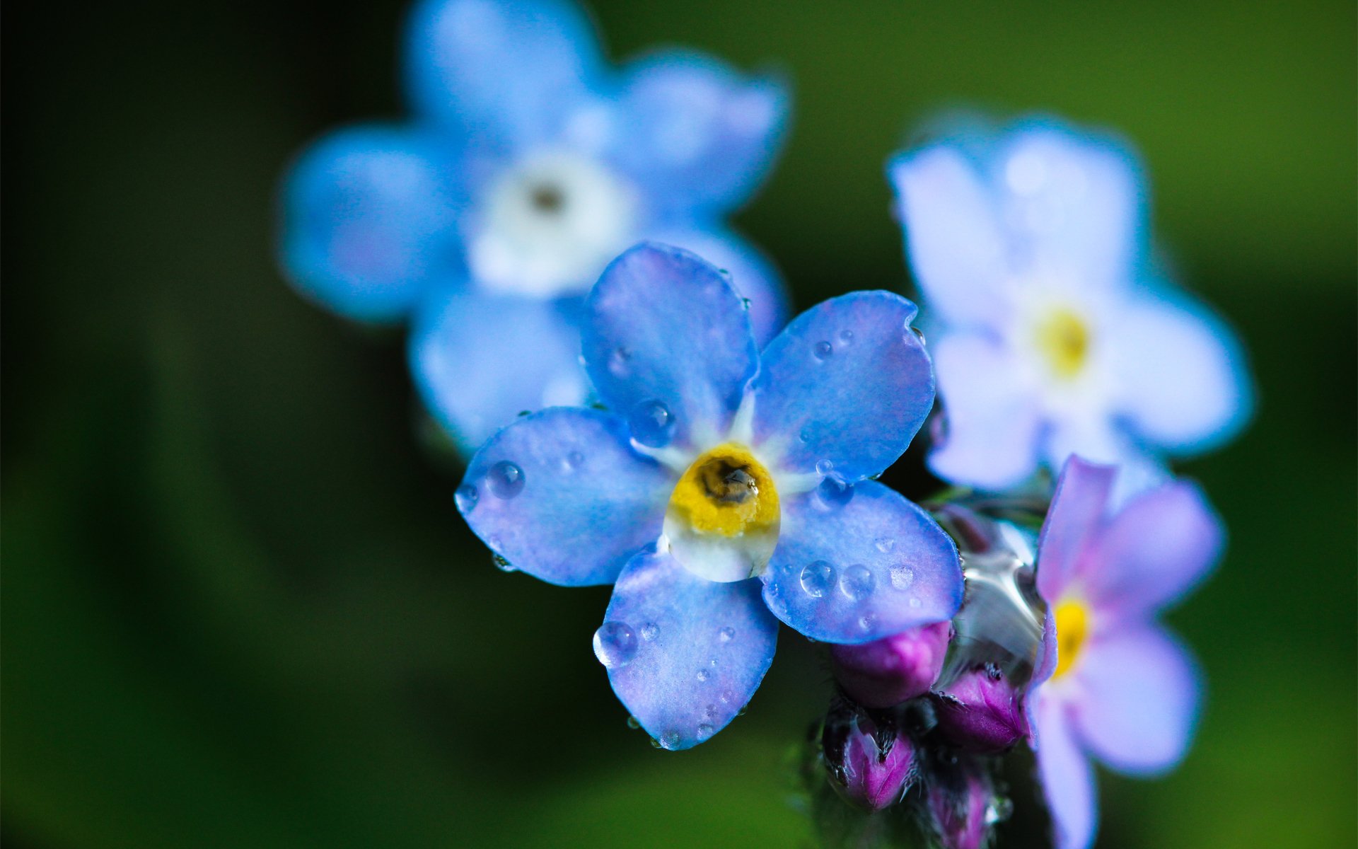 flower forget-me blue close up drops rosa field