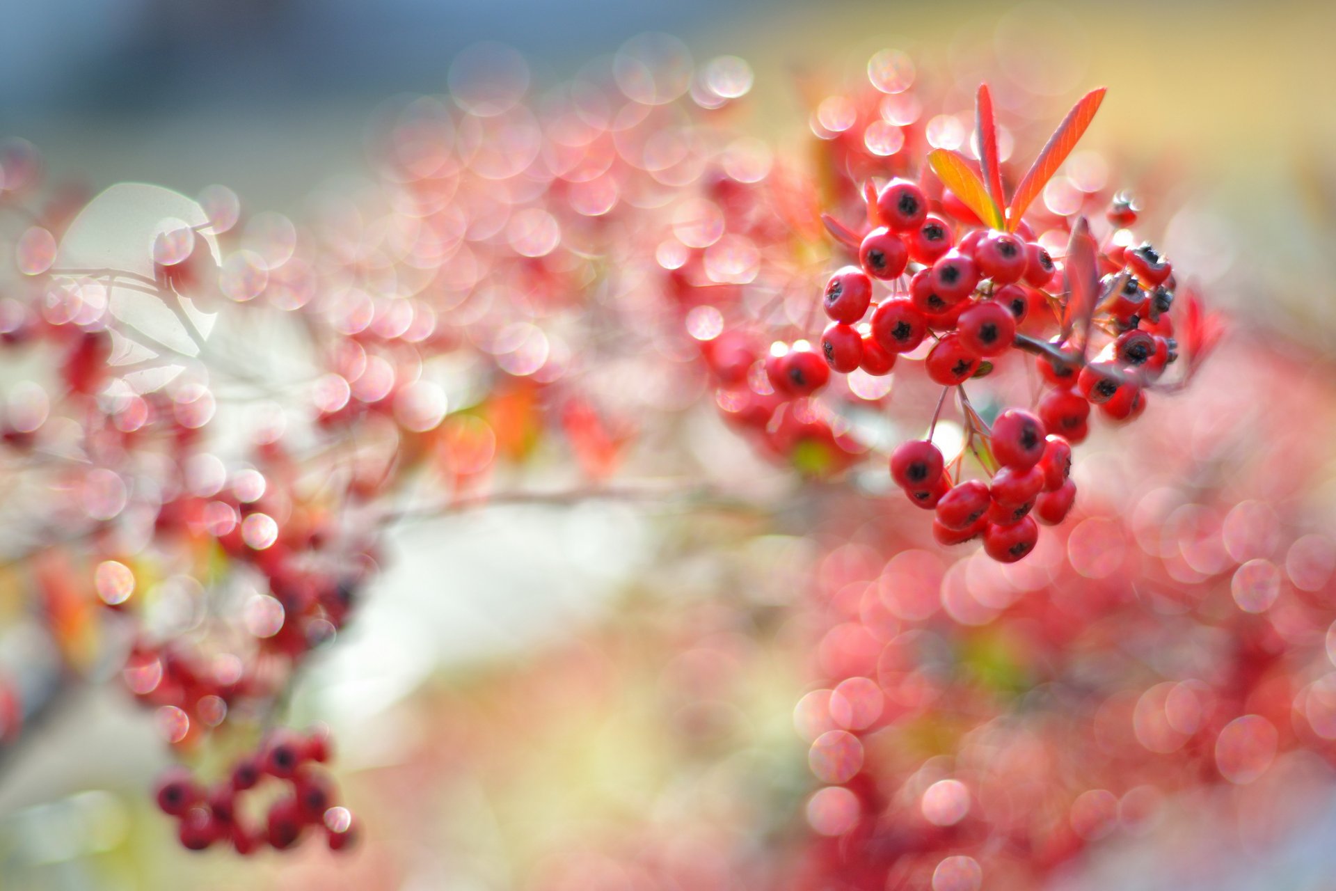 branch leaves fruit red reflection