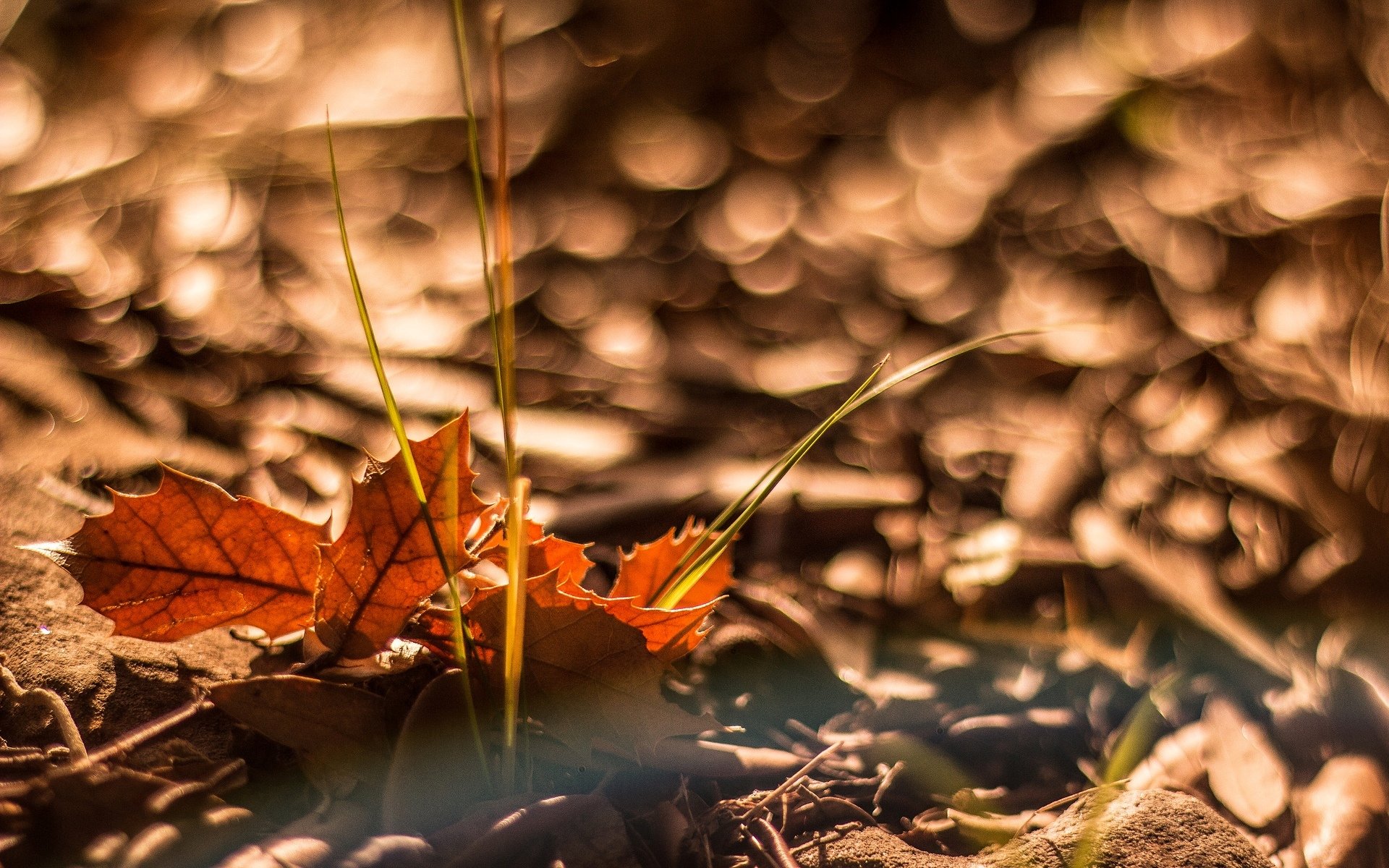 makro blätter blätter herbst bokeh hintergrund makro