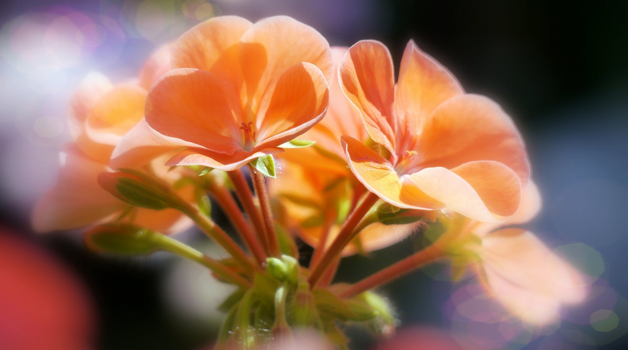 flower buds bokeh flora close up