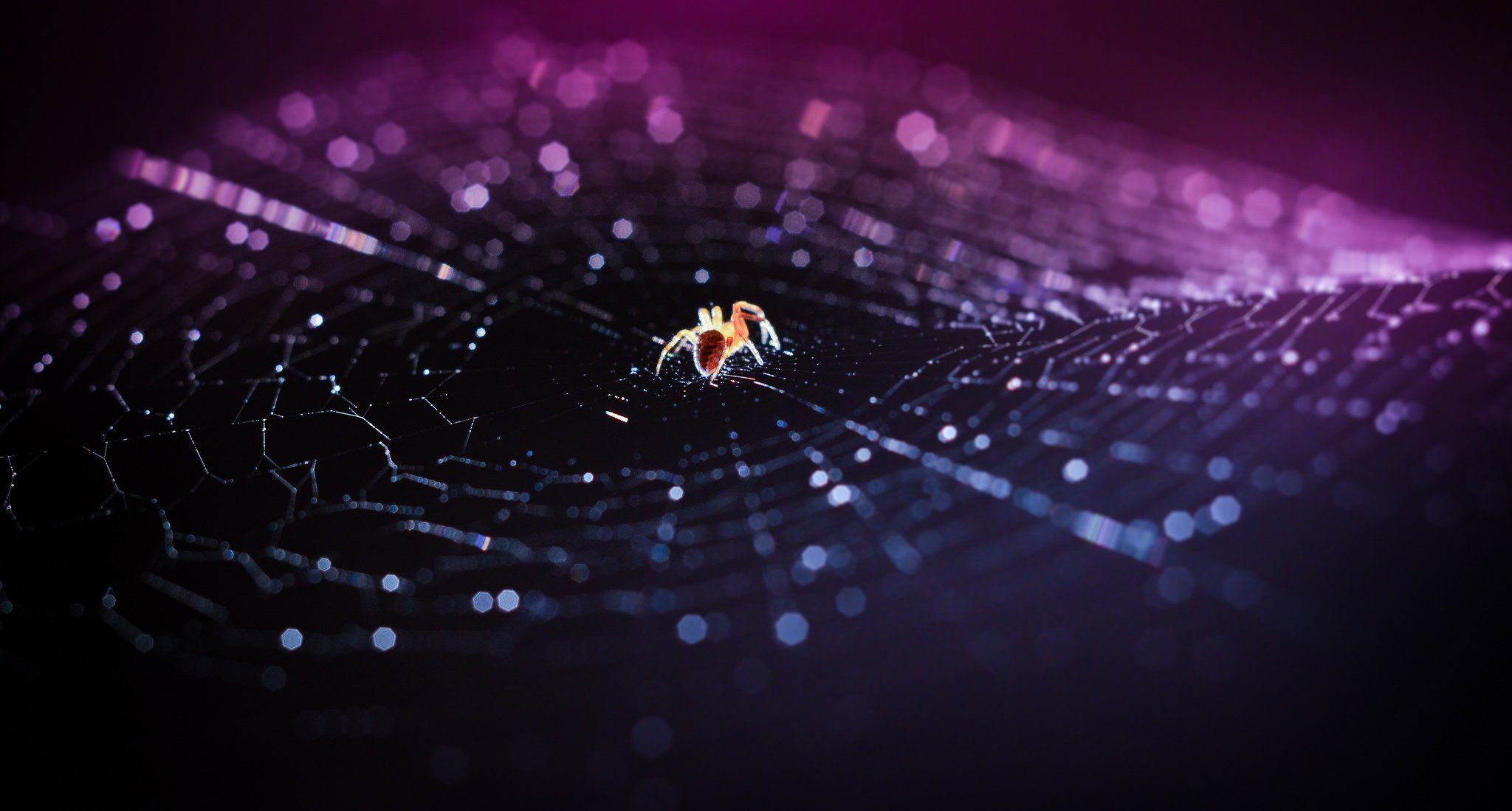 pider web bokeh close up