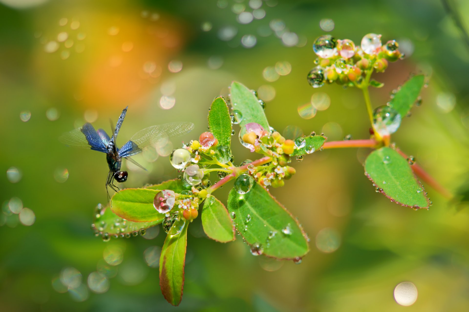 pflanze zweig blätter früchte tropfen tau blendung libelle