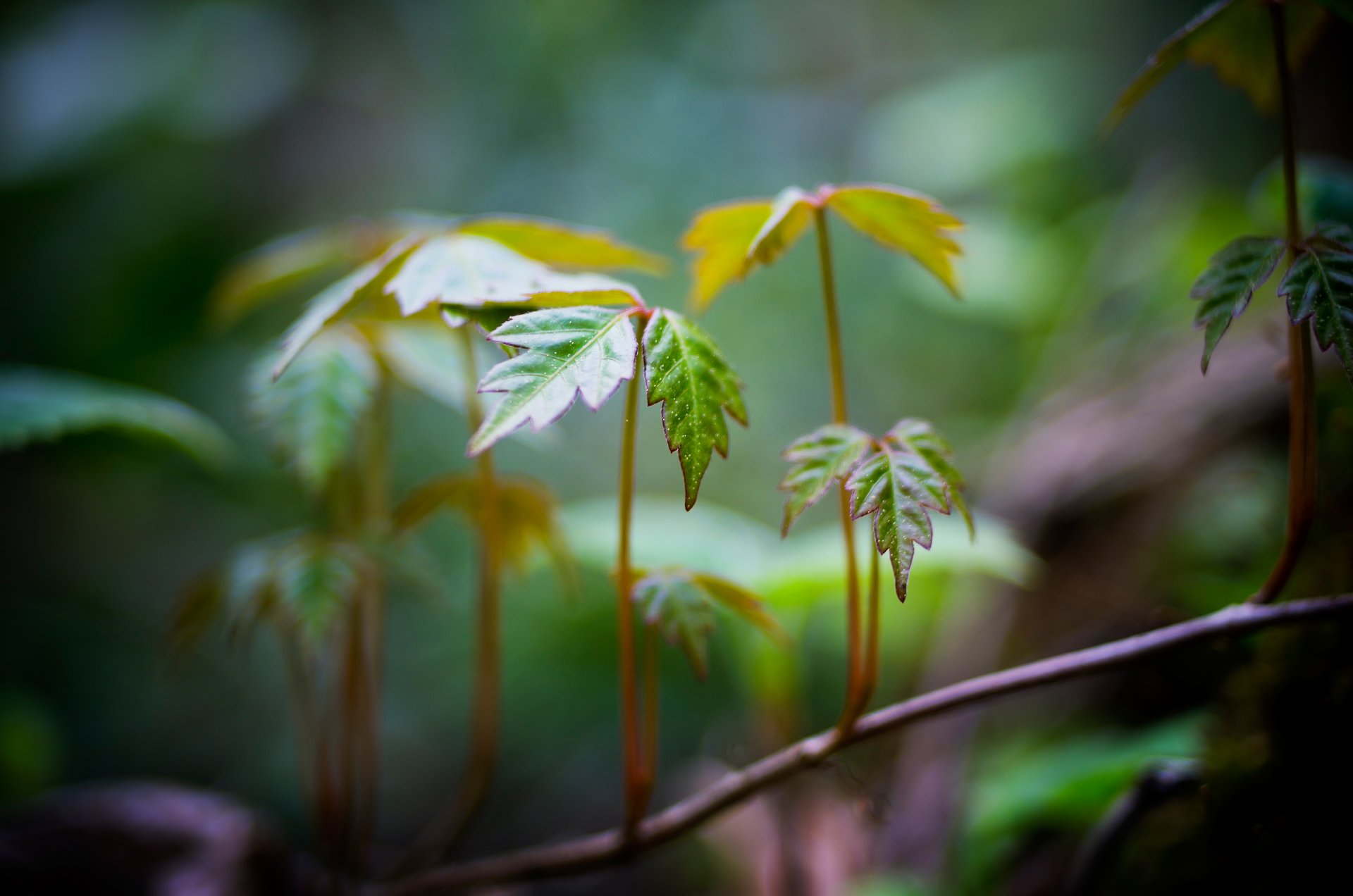 macro leaves leaves leaves shape branch green blur background wallpaper widescreen fullscreen widescreen widescreen