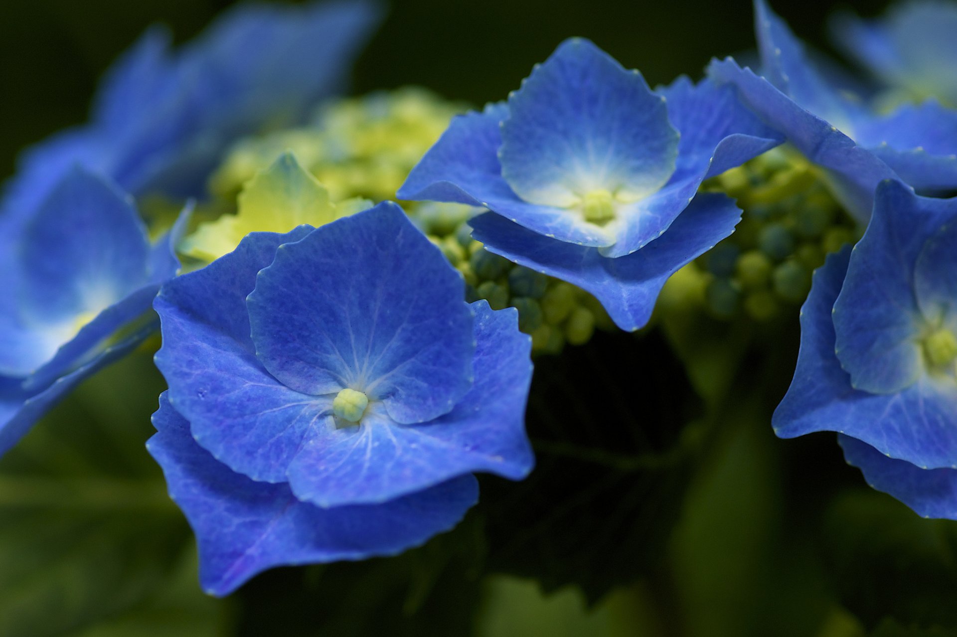 hydrangea blue inflorescence bush