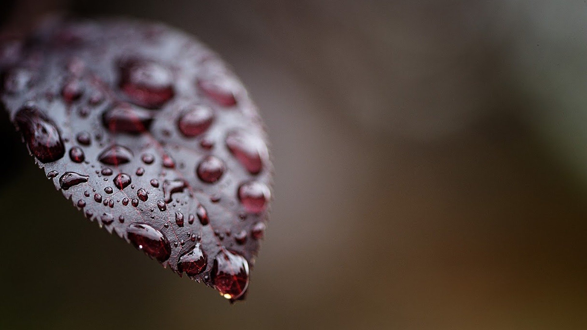 hoja gotas agua rojo macro