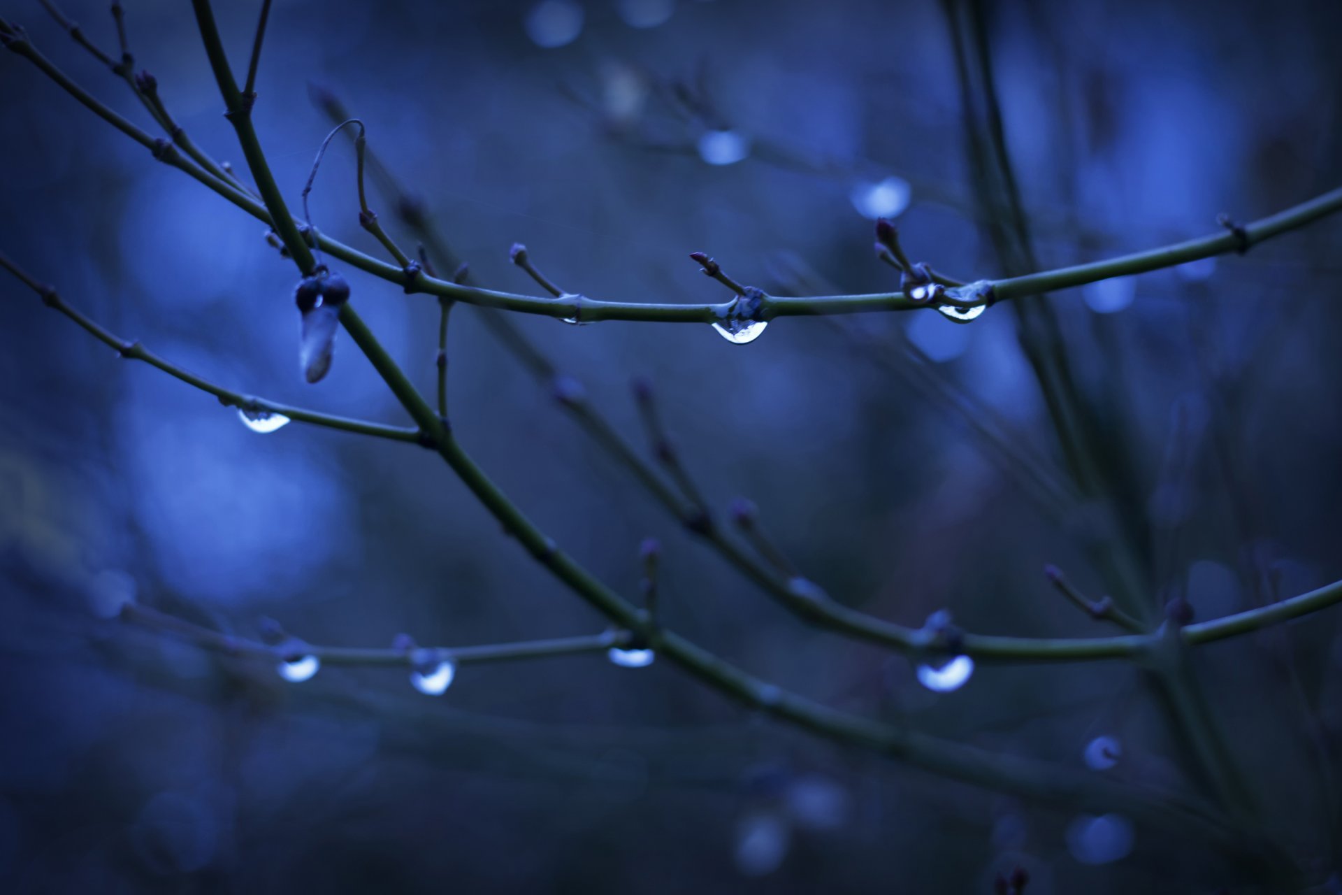 close up drops water branches kidney tree background