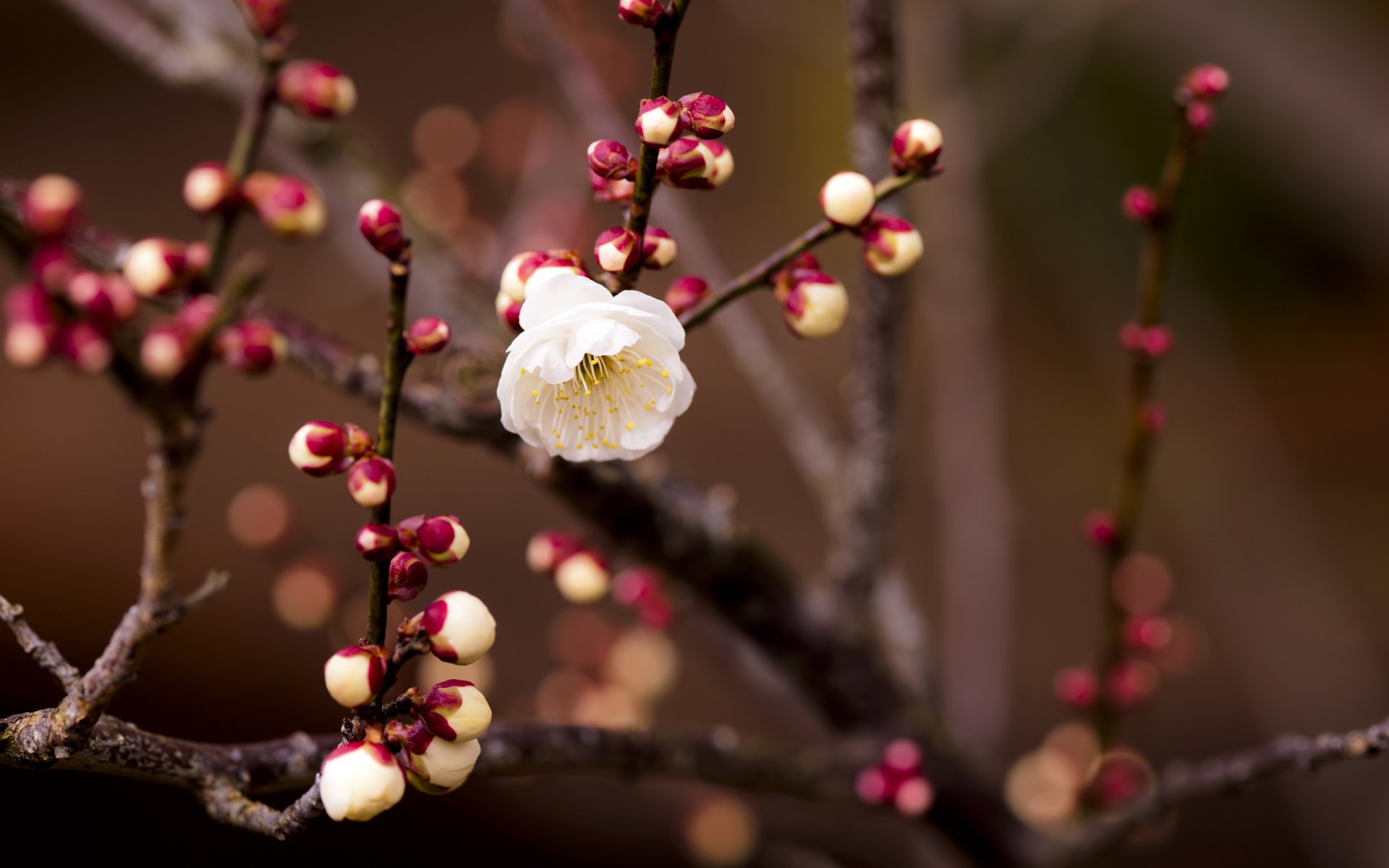 branch kidney flower white cherry blur