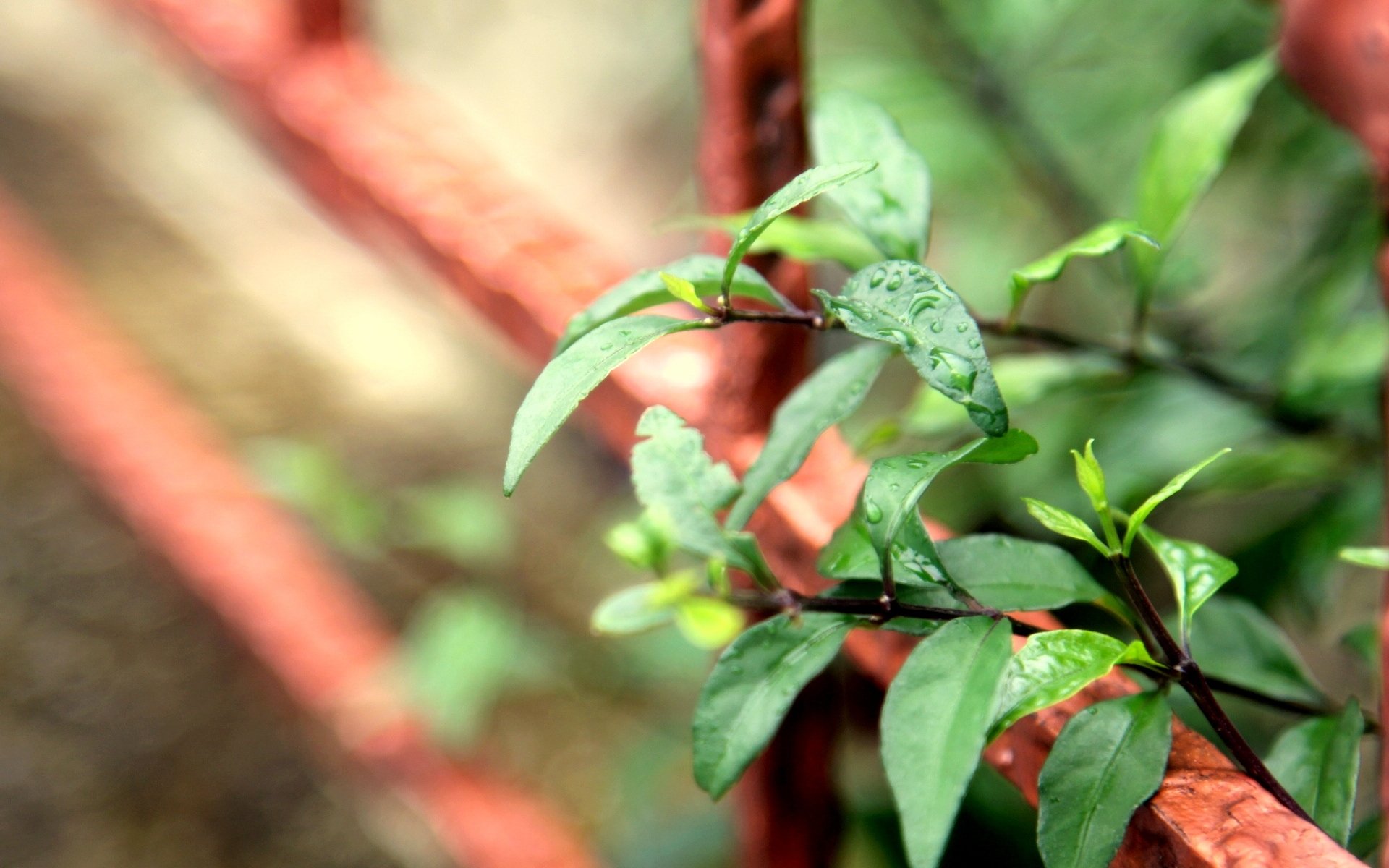 macro leaf leaflet drop drop dew water leaves green background wallpaper widescreen fullscreen widescreen widescreen