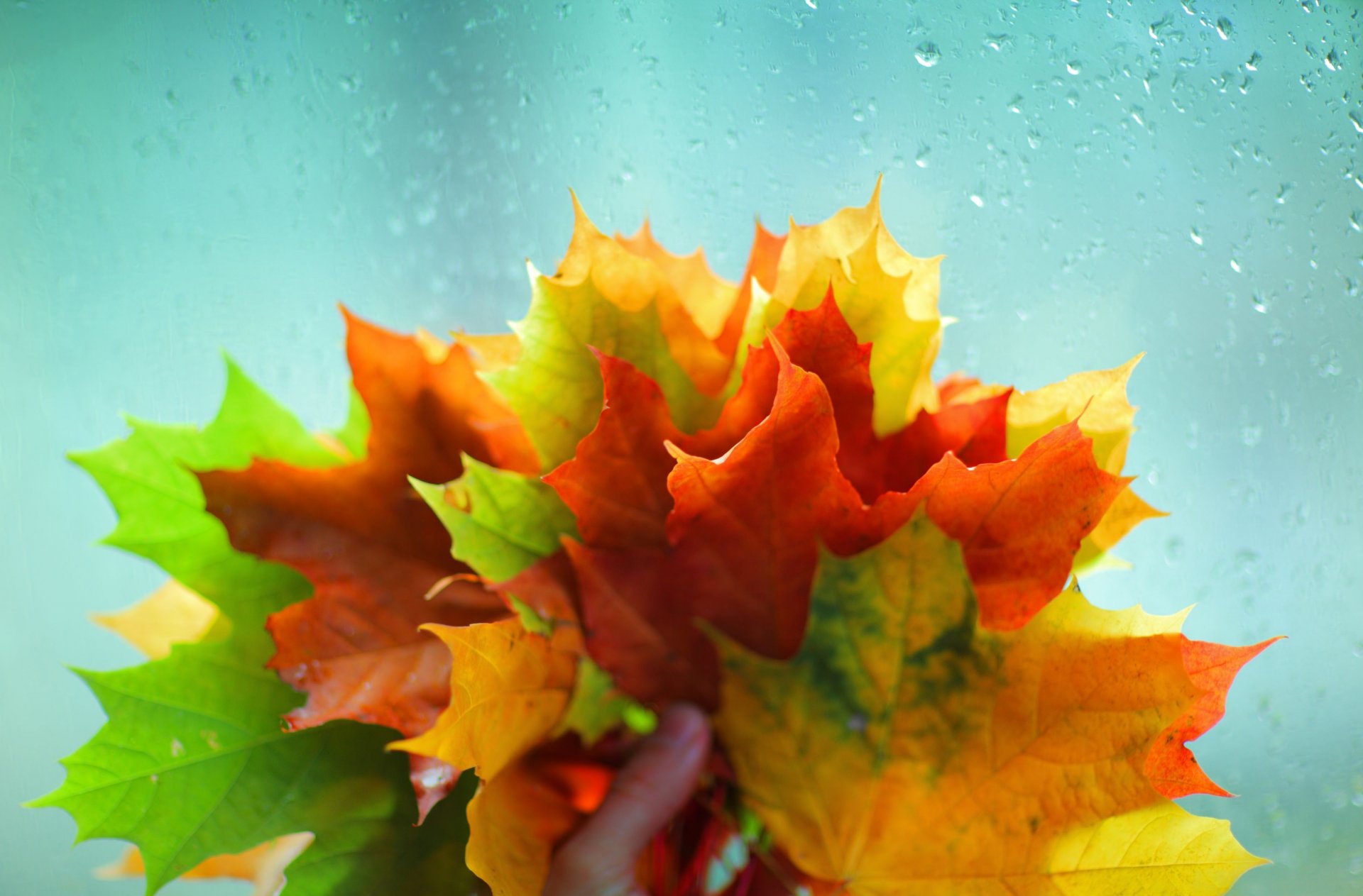 makro blätter blätter blätter rot gelb grün glas wasser regen hand herbst hintergrund makro tapete widescreen vollbild widescreen