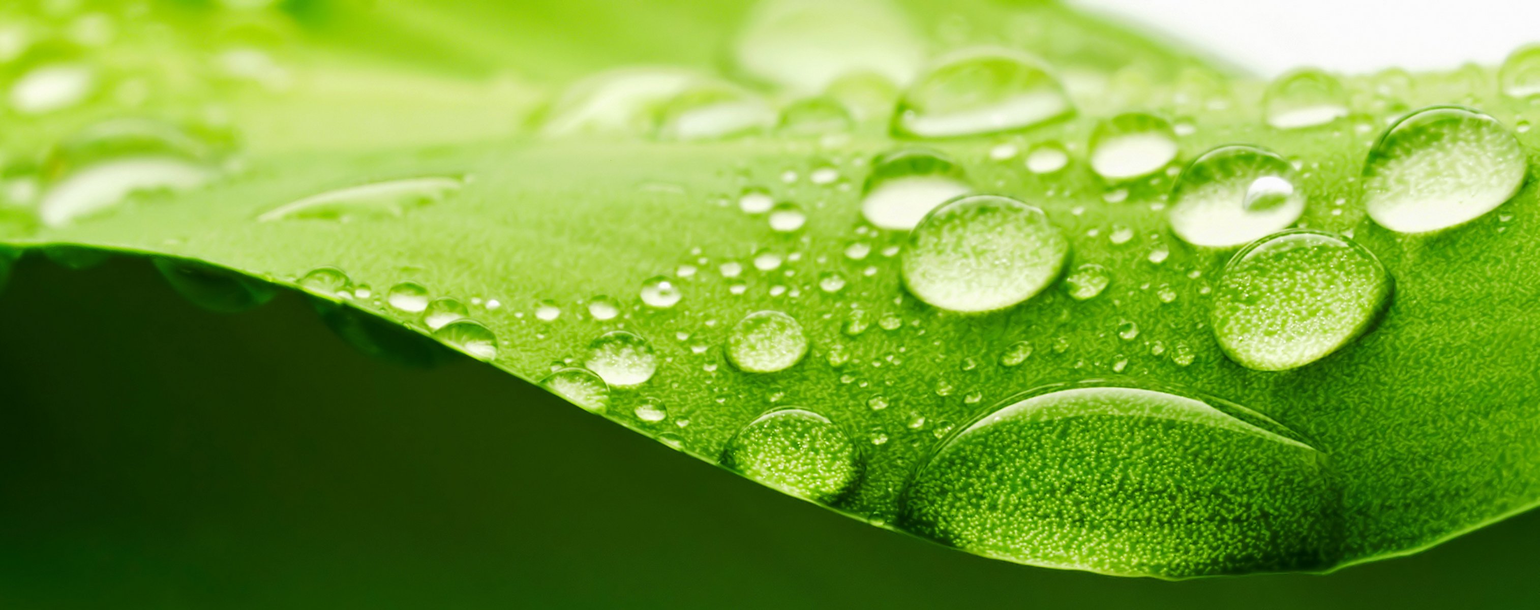 grün blatt tröpfchen wasser oberfläche brechung licht unschärfe bokeh widescreen vollbild widescreen hd hintergrundbilder