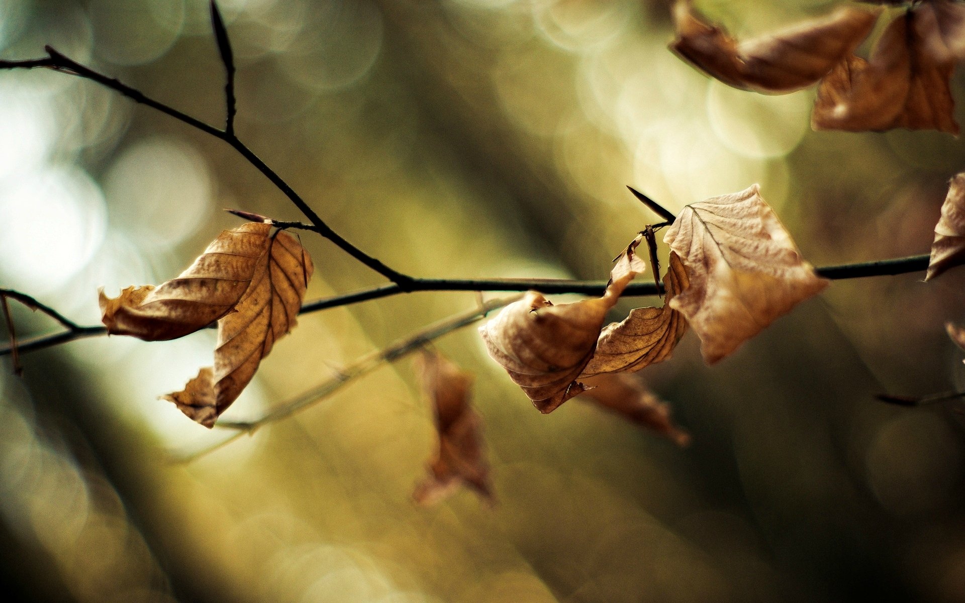 macro foglie foglioline ramo albero alberi sfocatura bokeh macro sfondo carta da parati widescreen schermo intero widescreen widescreen