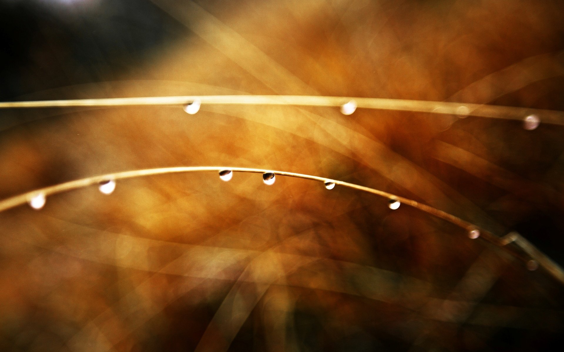 macro rama ramita gota rocío agua gotas. marrón beige desenfoque bokeh fondo papel pintado widescreen pantalla completa widescreen widescreen