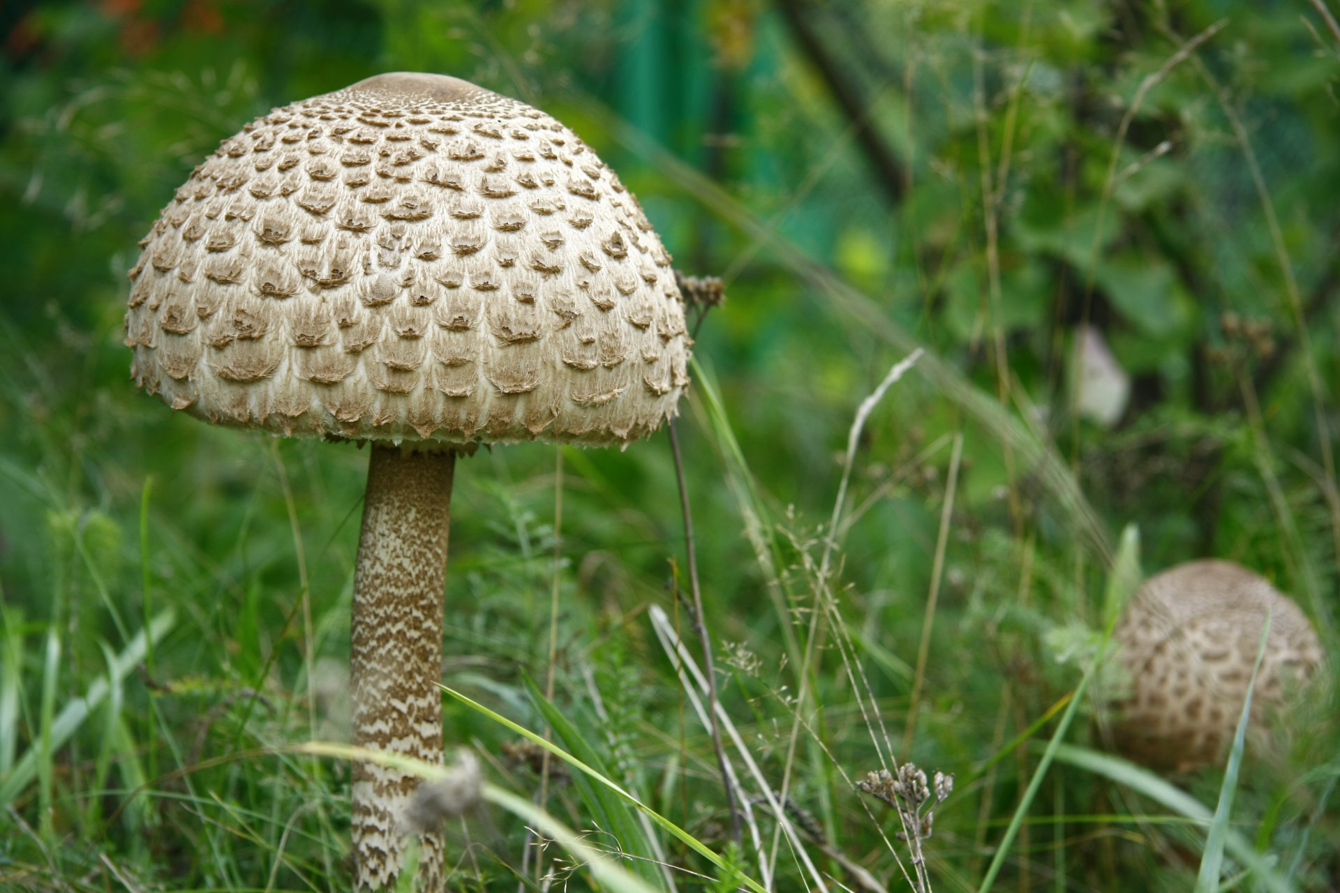 makro natura grzyby grzyb parasol roślina trawa