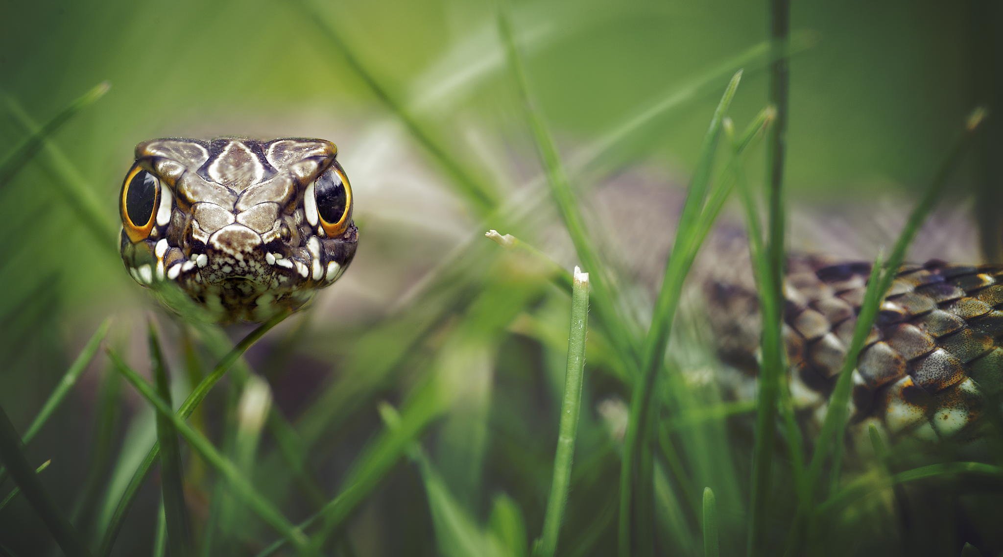 reptile scales view hypnosis grass bokeh