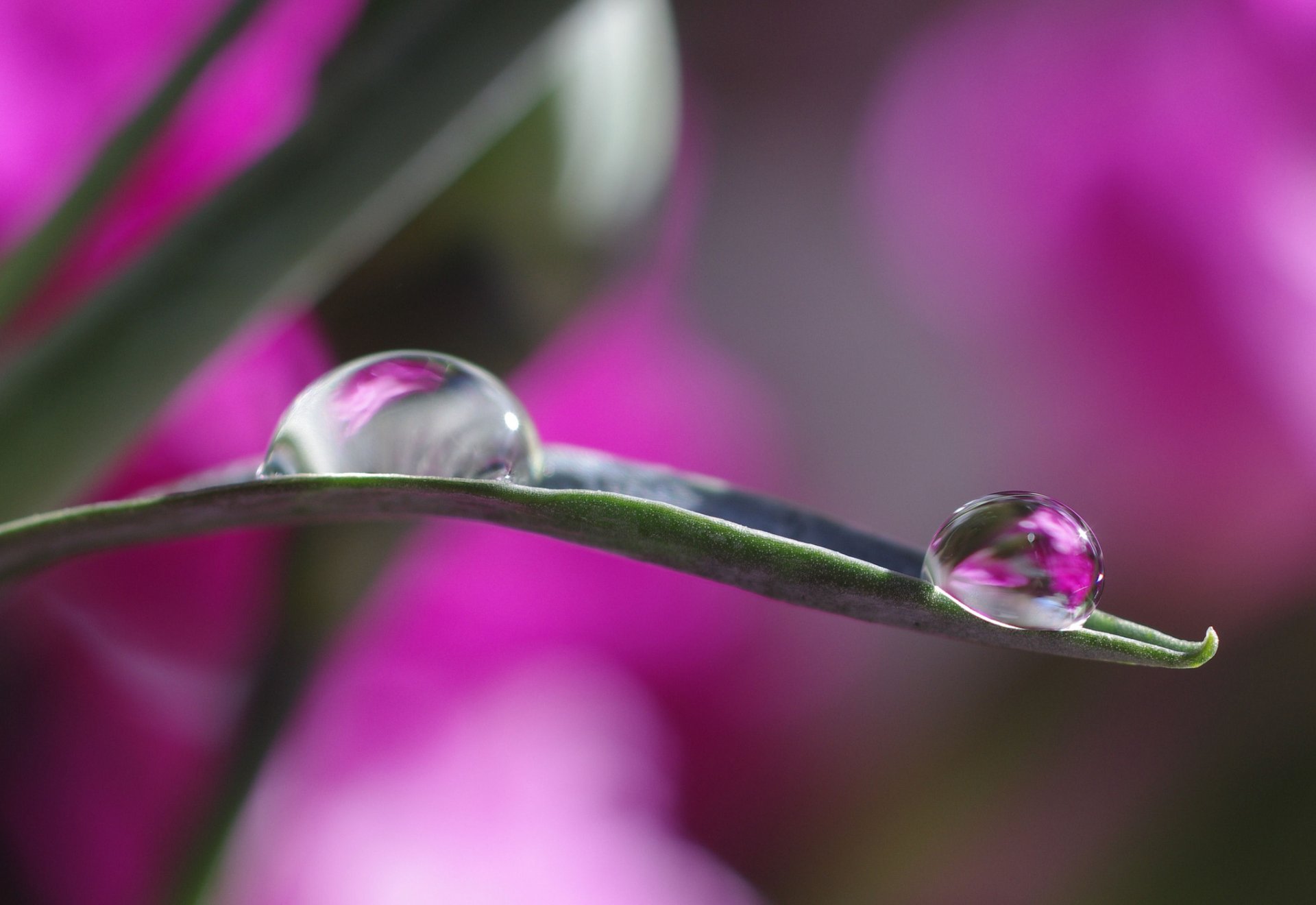 liść krople woda odbicie bokeh makro