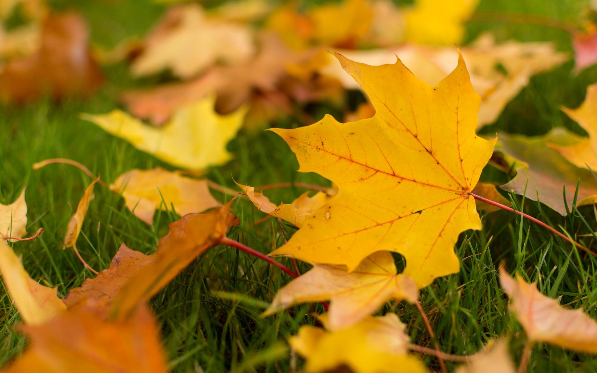 macro feuilles folioles feuilles feuille foliole feuilles jaunes automne papier peint d automne fond papier peint écran large plein écran écran large écran large