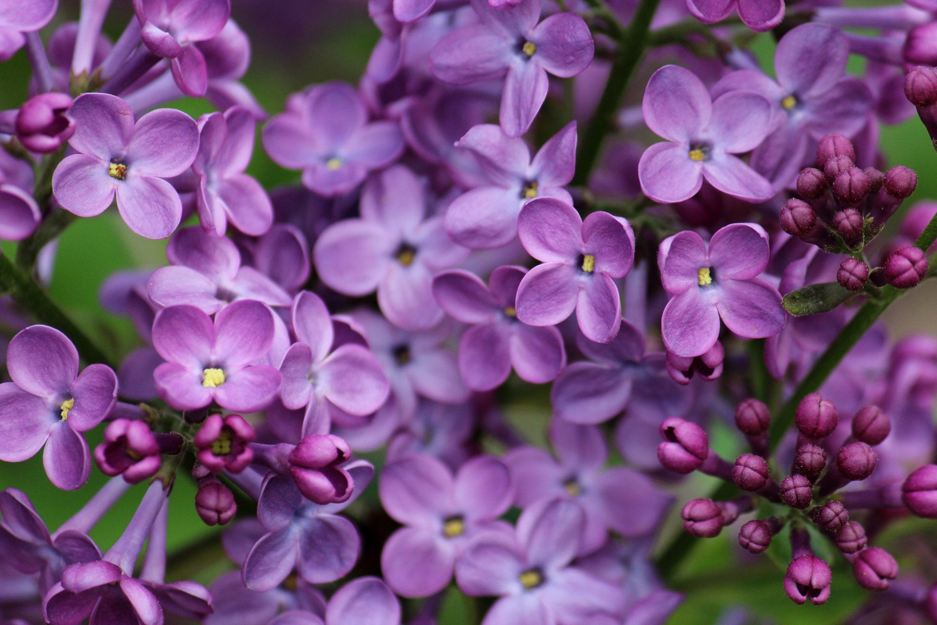 lilas gros plan fleurs