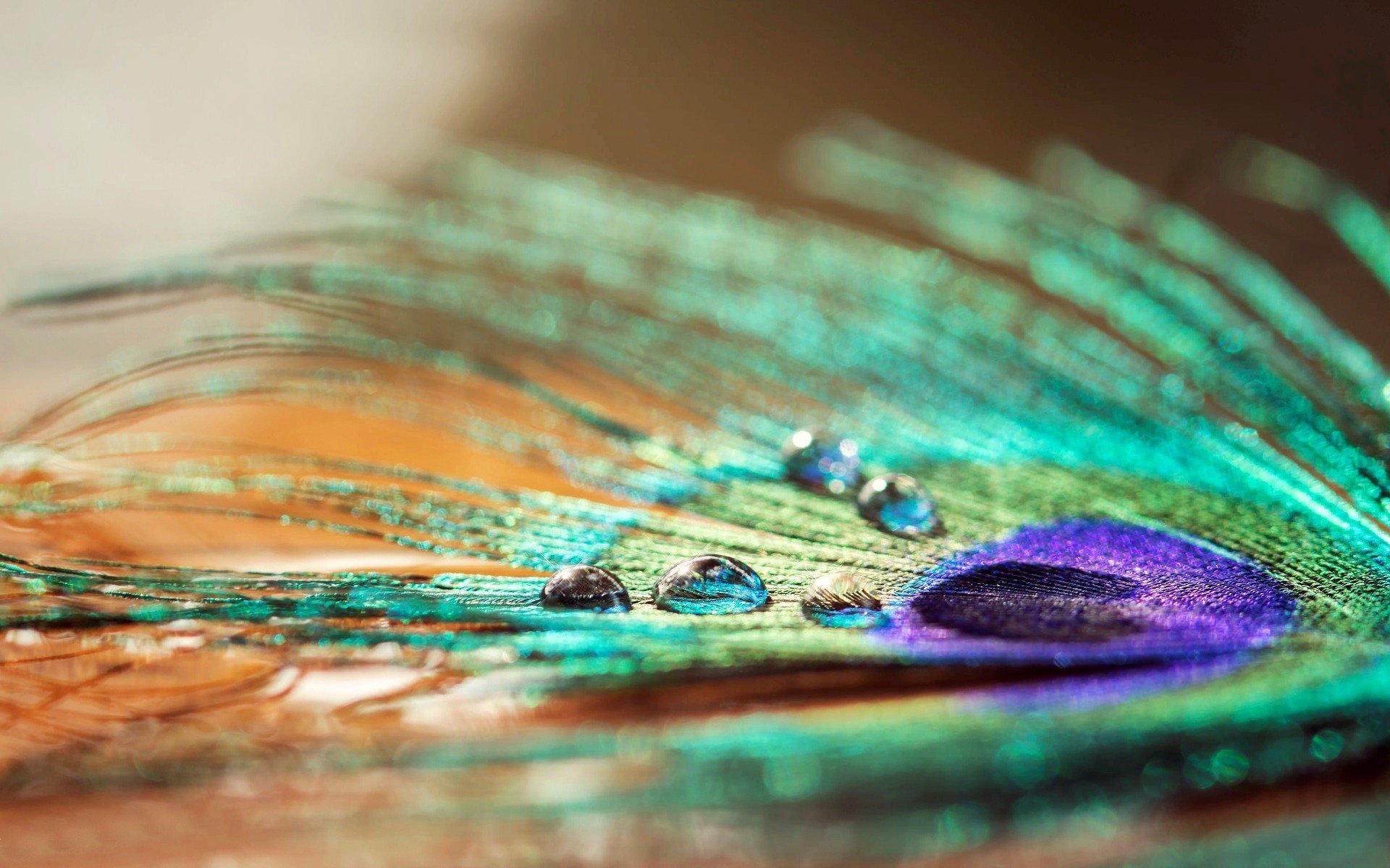 close up peacock feather drops rosa water macro wallpaper widescreen full screen hd wallpapers background fullscreen