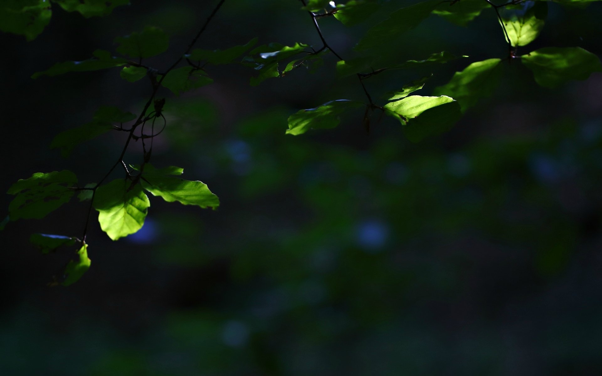 macro foglia foglia foglie verde albero ramo sfocatura sfondo carta da parati widescreen schermo intero widescreen widescreen