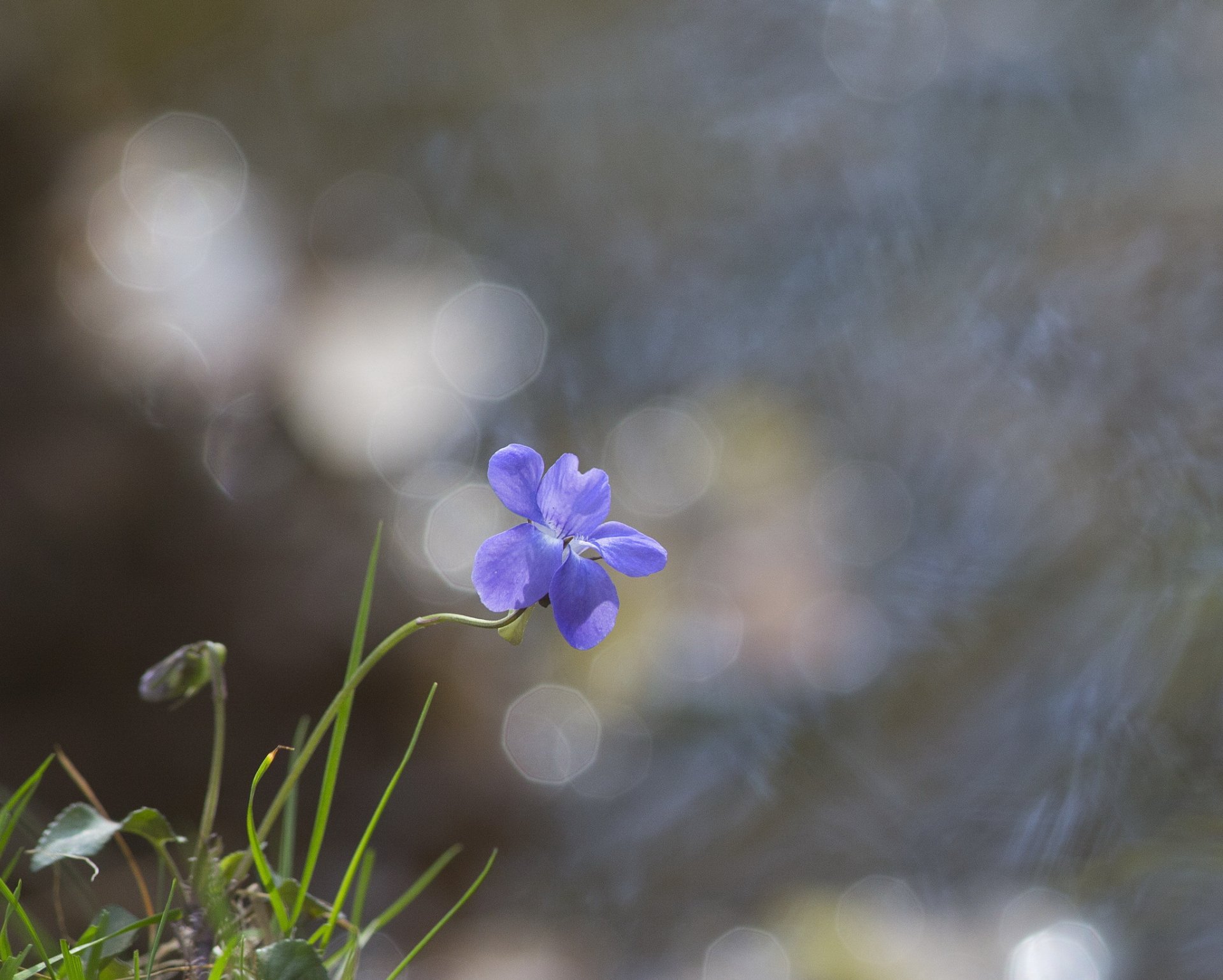 fili d erba fiore blu abbagliamento sfondo