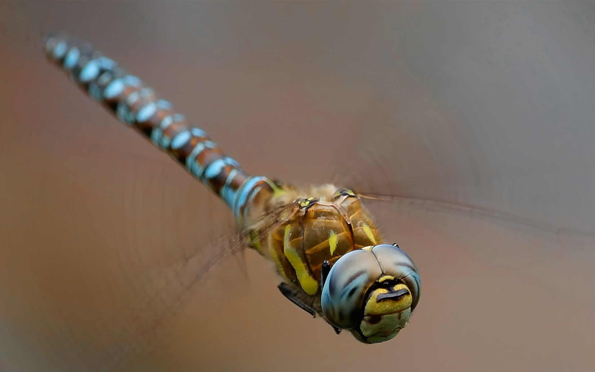 libelle flügel insekt makro hintergrund