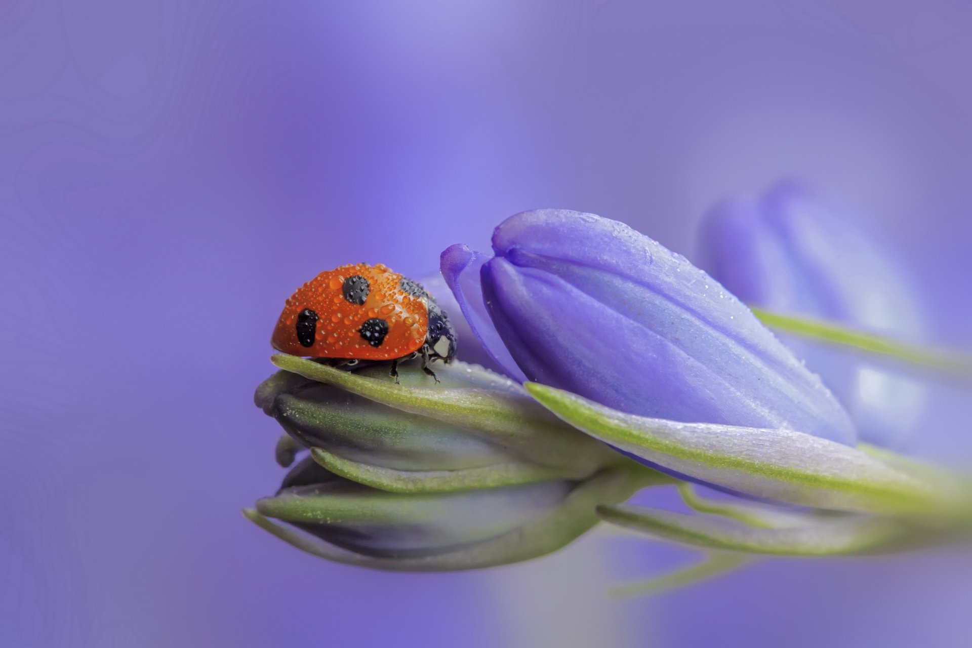 fiori lilla boccioli coccinella goccioline di rugiada bokeh