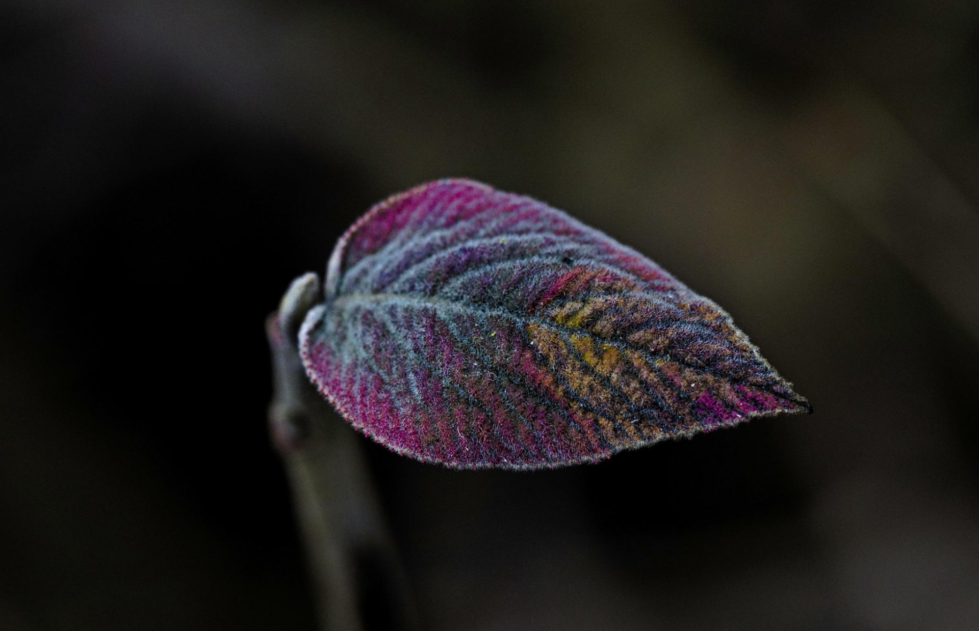 corpiño vivo hoja color