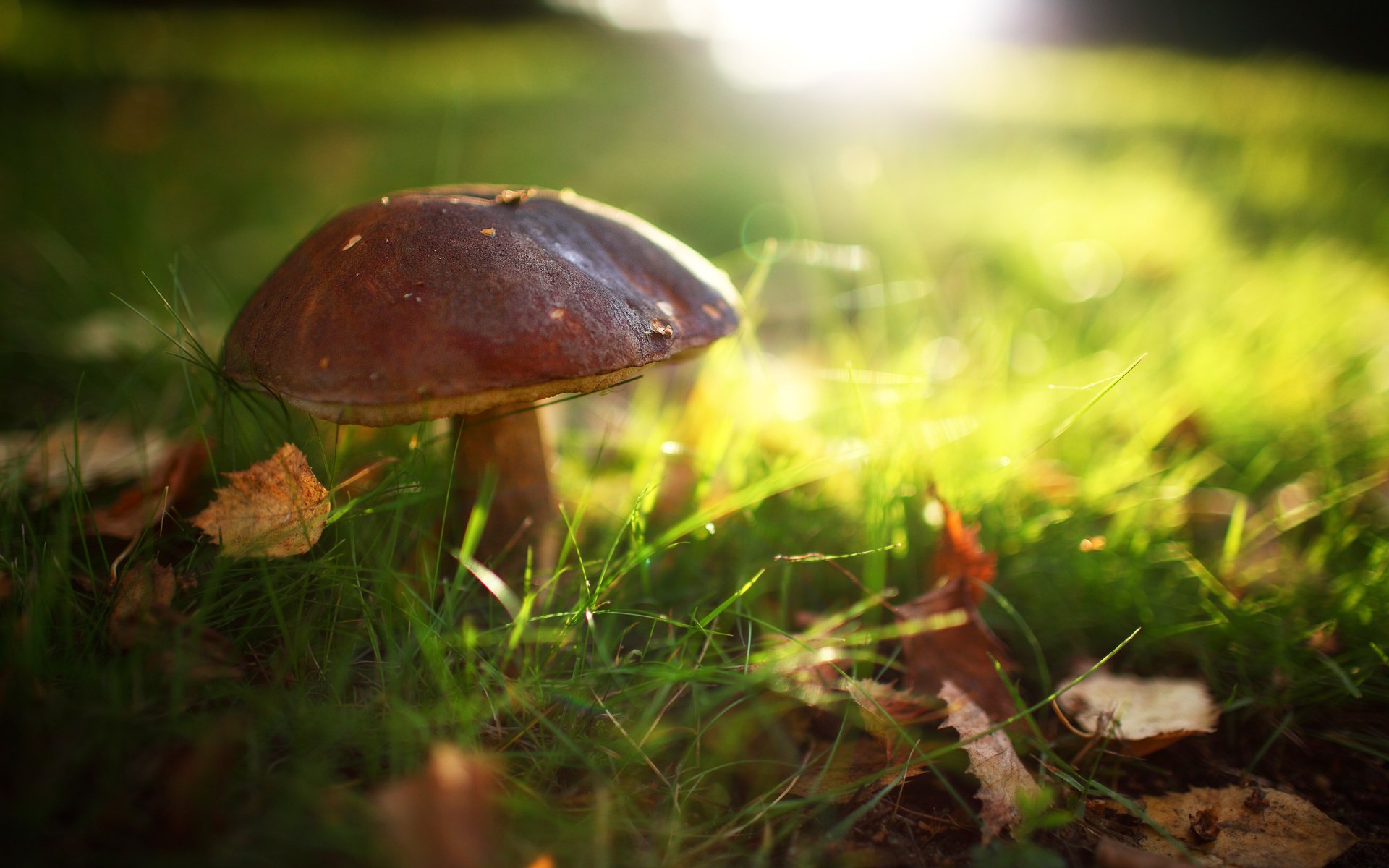 fungo foglie estate luce erba sole bagliore nella foresta radura