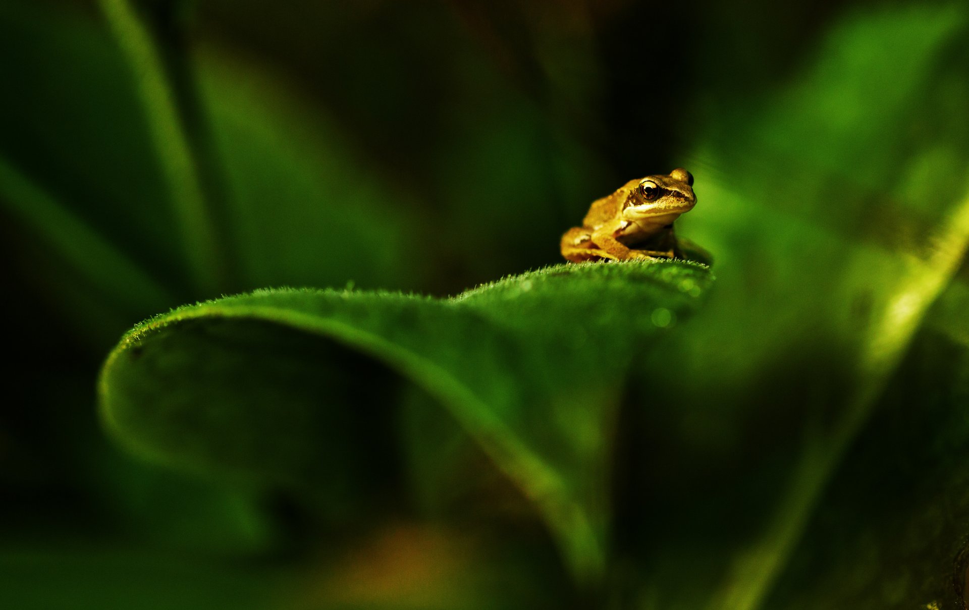 pianta foglie verde rana